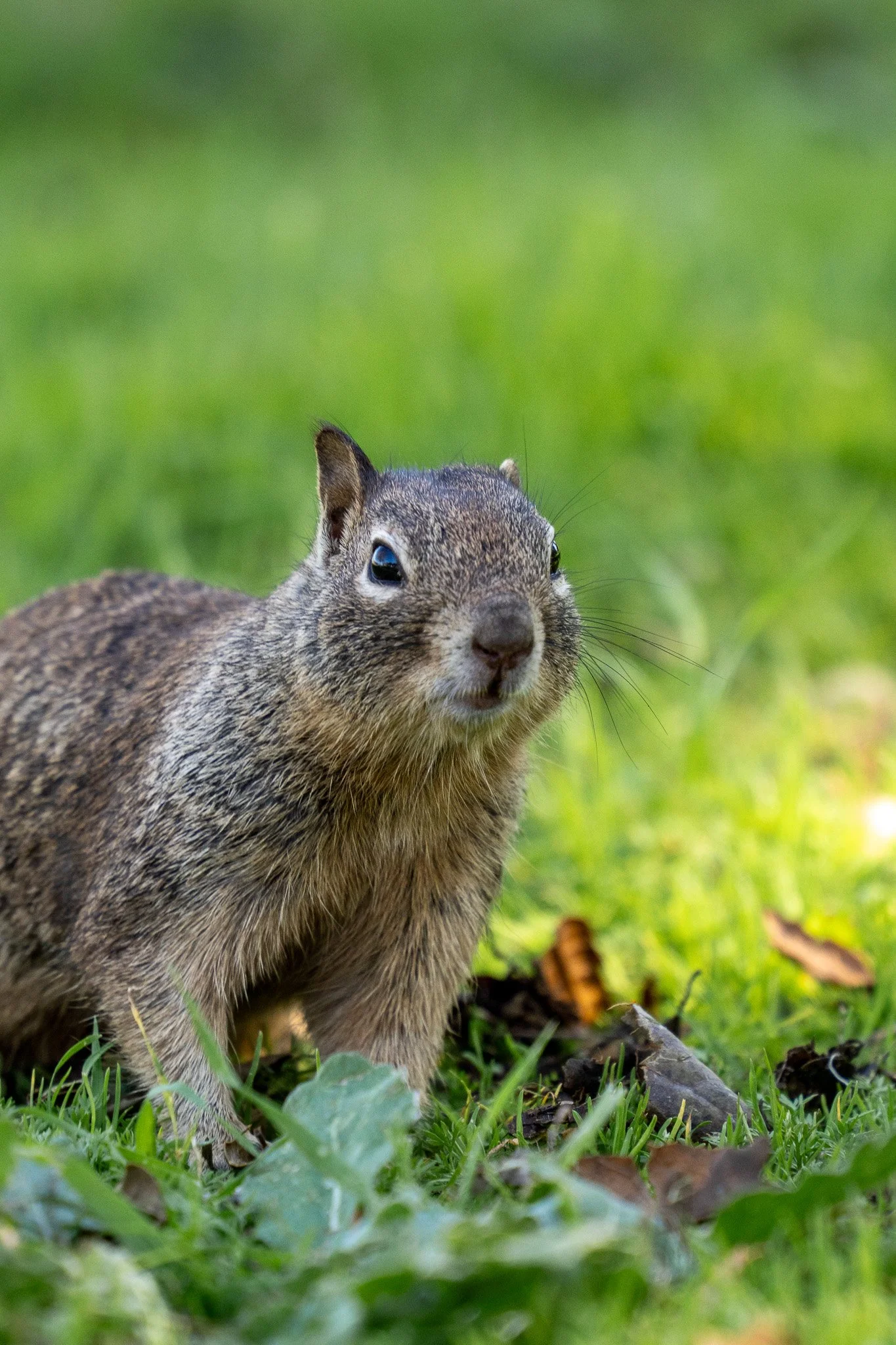 squirrel sniffing, usa.jpg