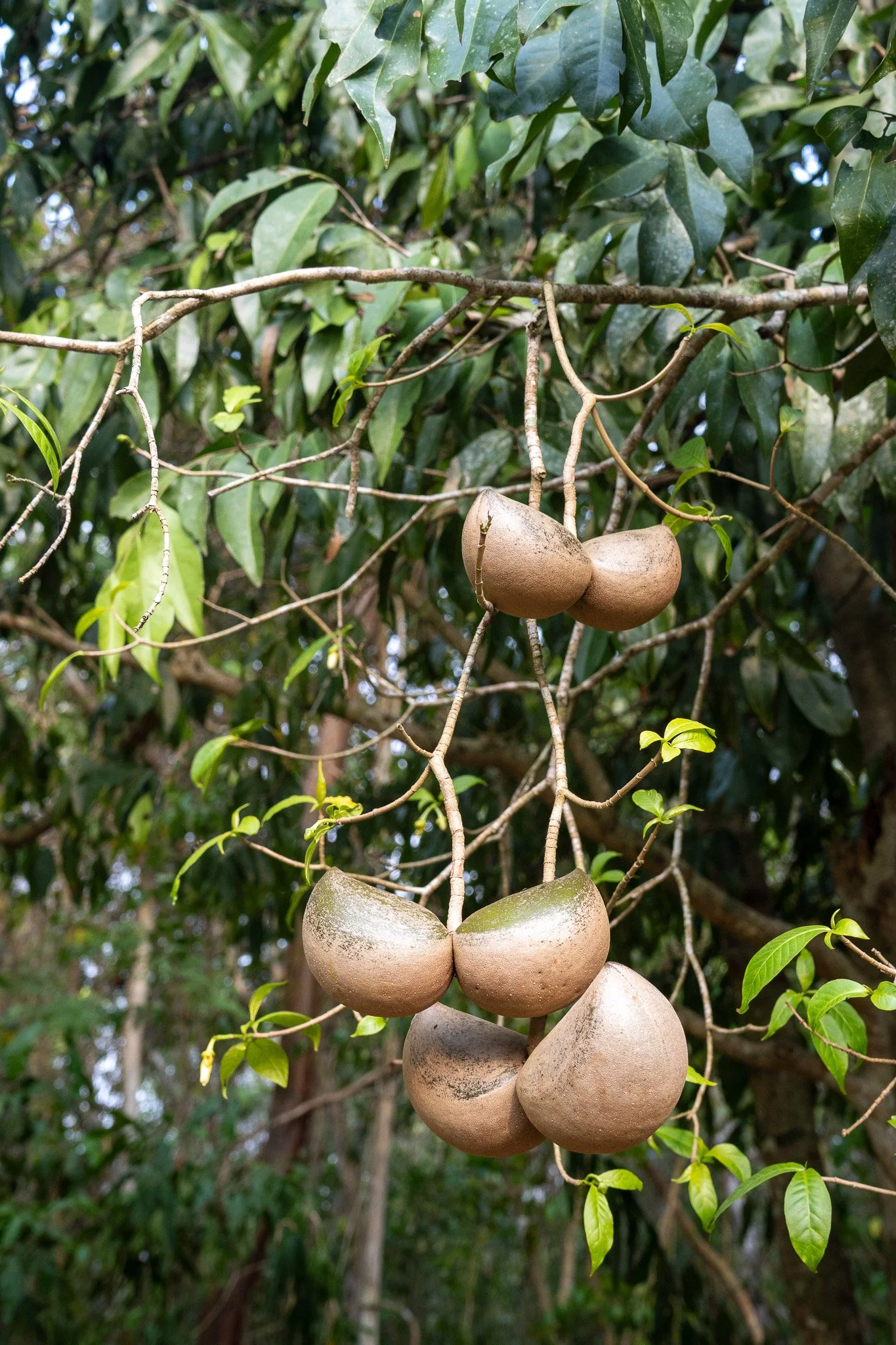 interesting fruits in tree, belize.jpg
