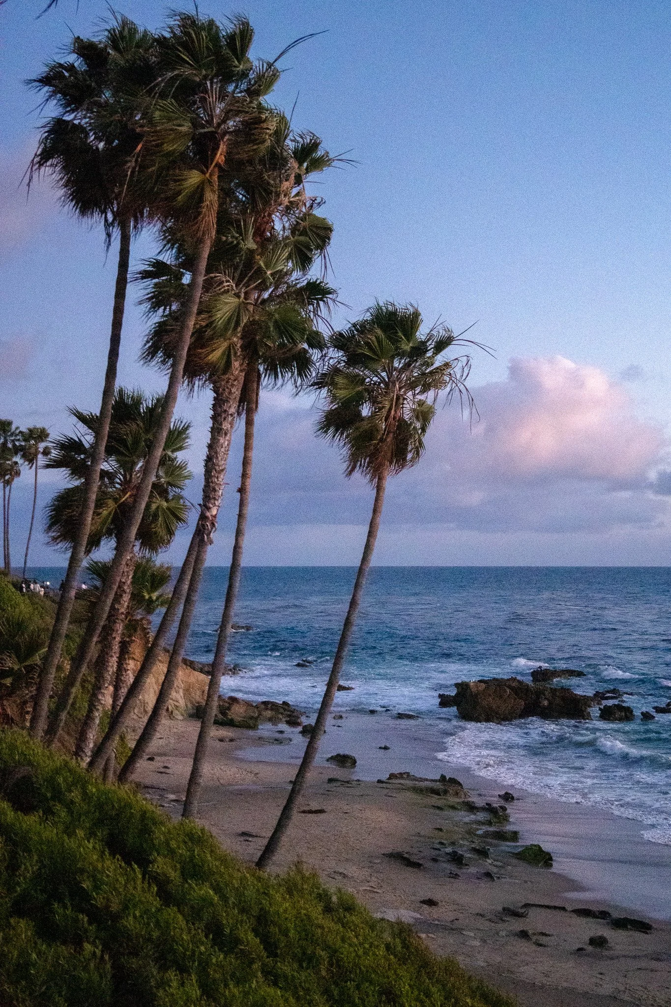 palmtrees on beach after sunset, laguna beach, usa.jpg