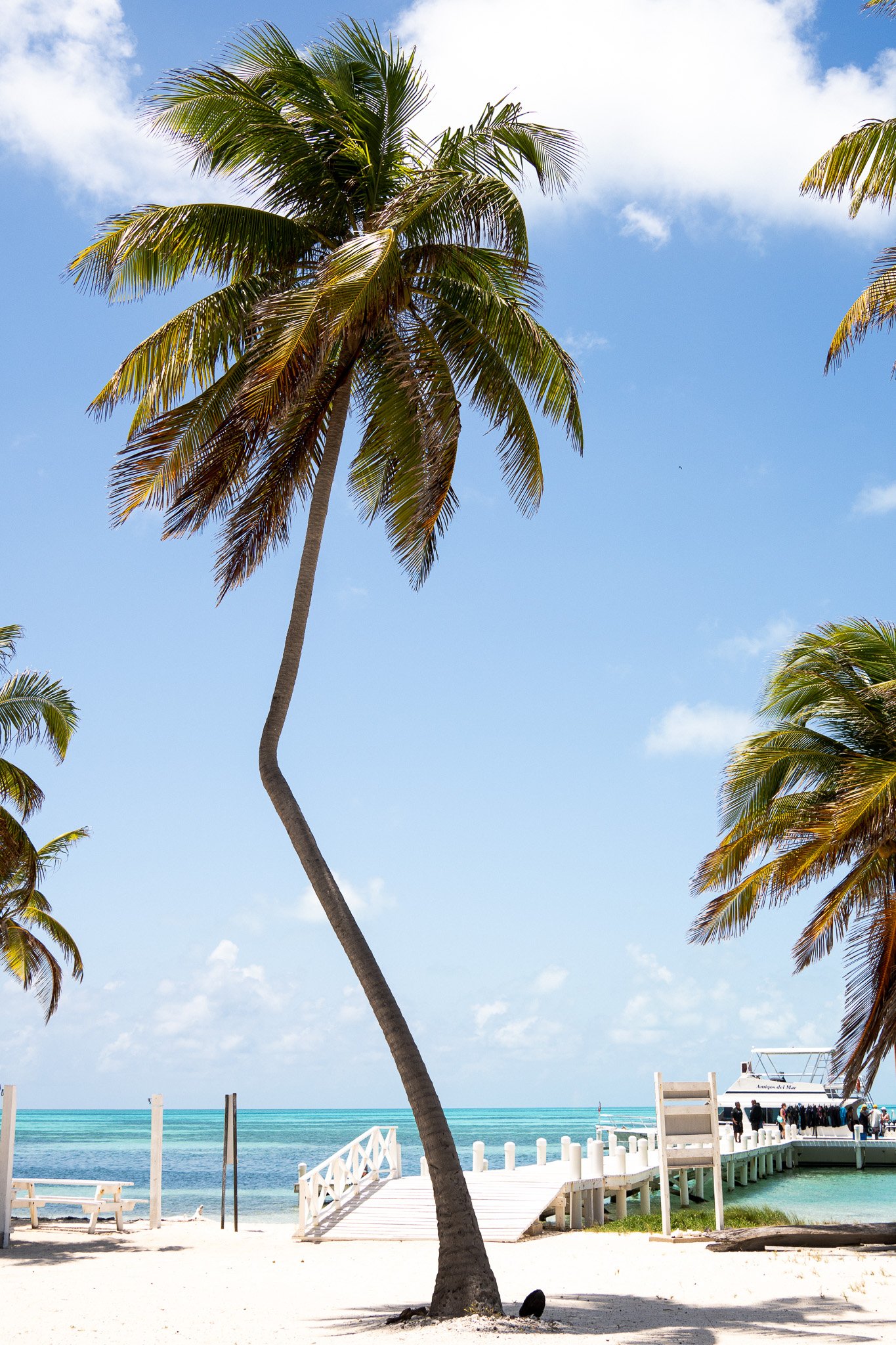 single palmtree, belize.jpg