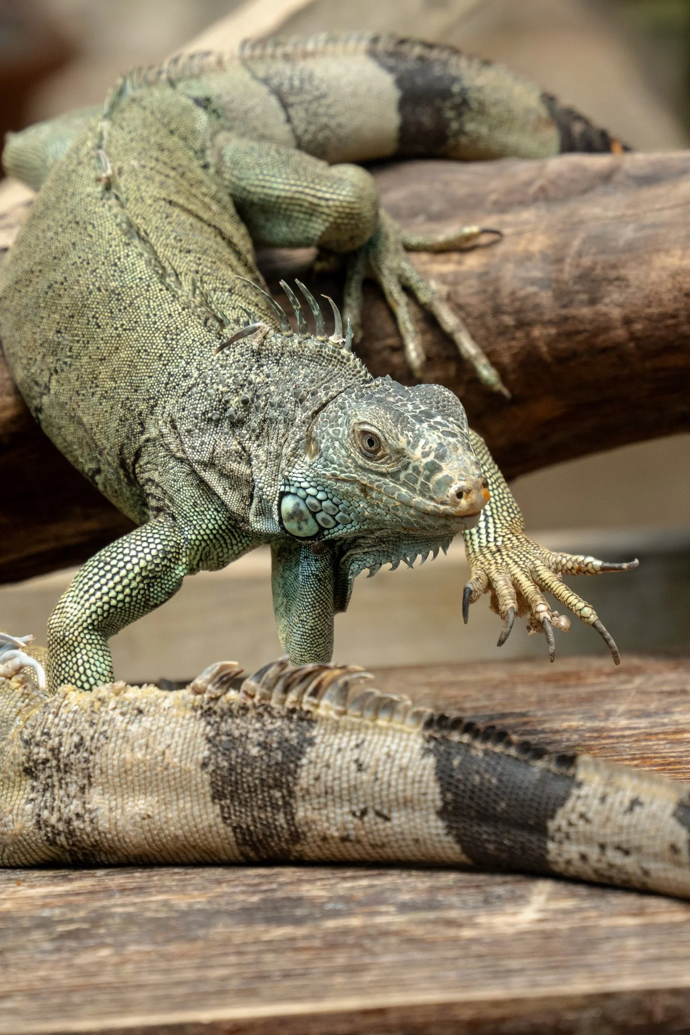 iguana in san ignacio, belize.jpg