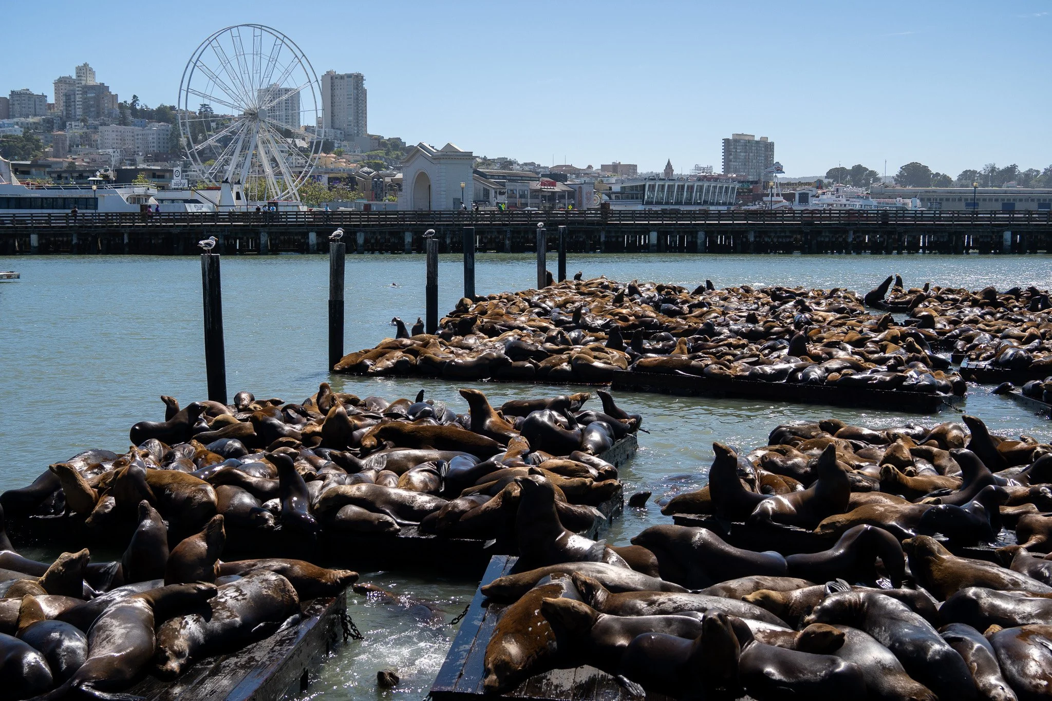 sea lions at pier 39, san francisco, california, usa.jpg