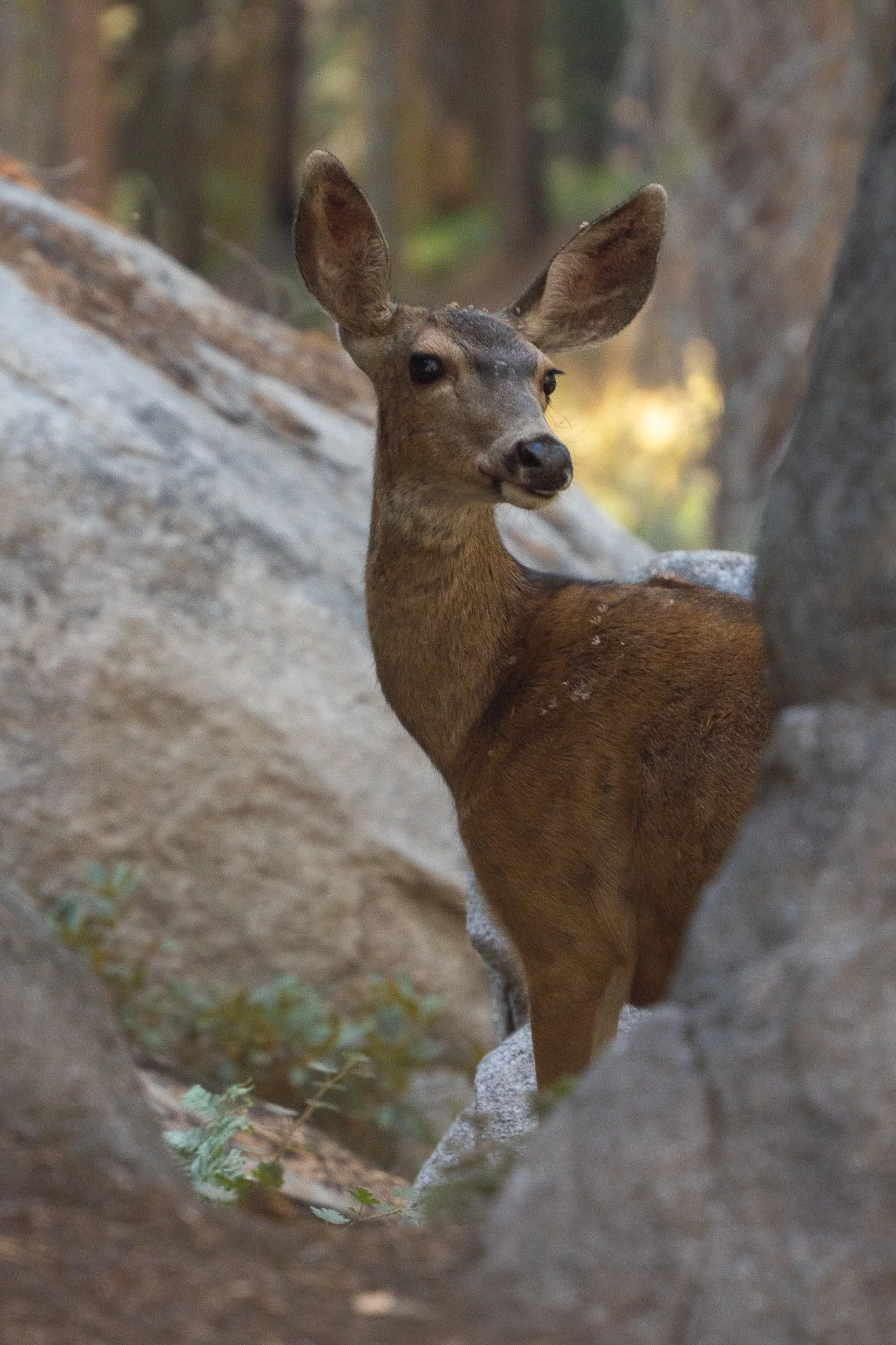 pretty mama deer, sequoia national park, usa.jpg