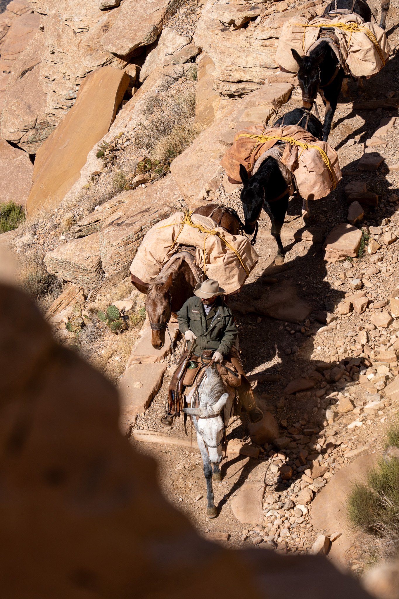 mules walking in grand canyon, usa.jpg
