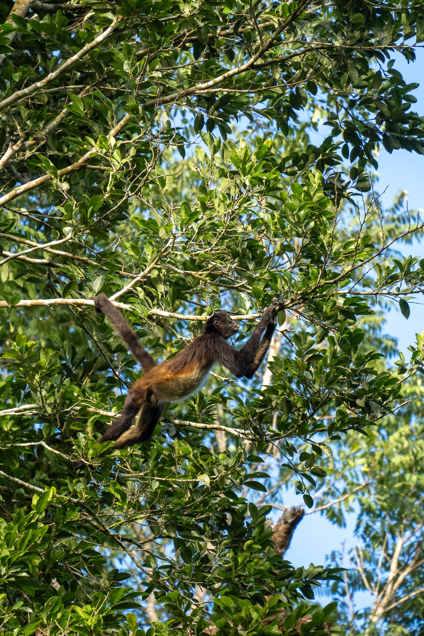 monkey eating food in tree, flores, guatemala.jpg