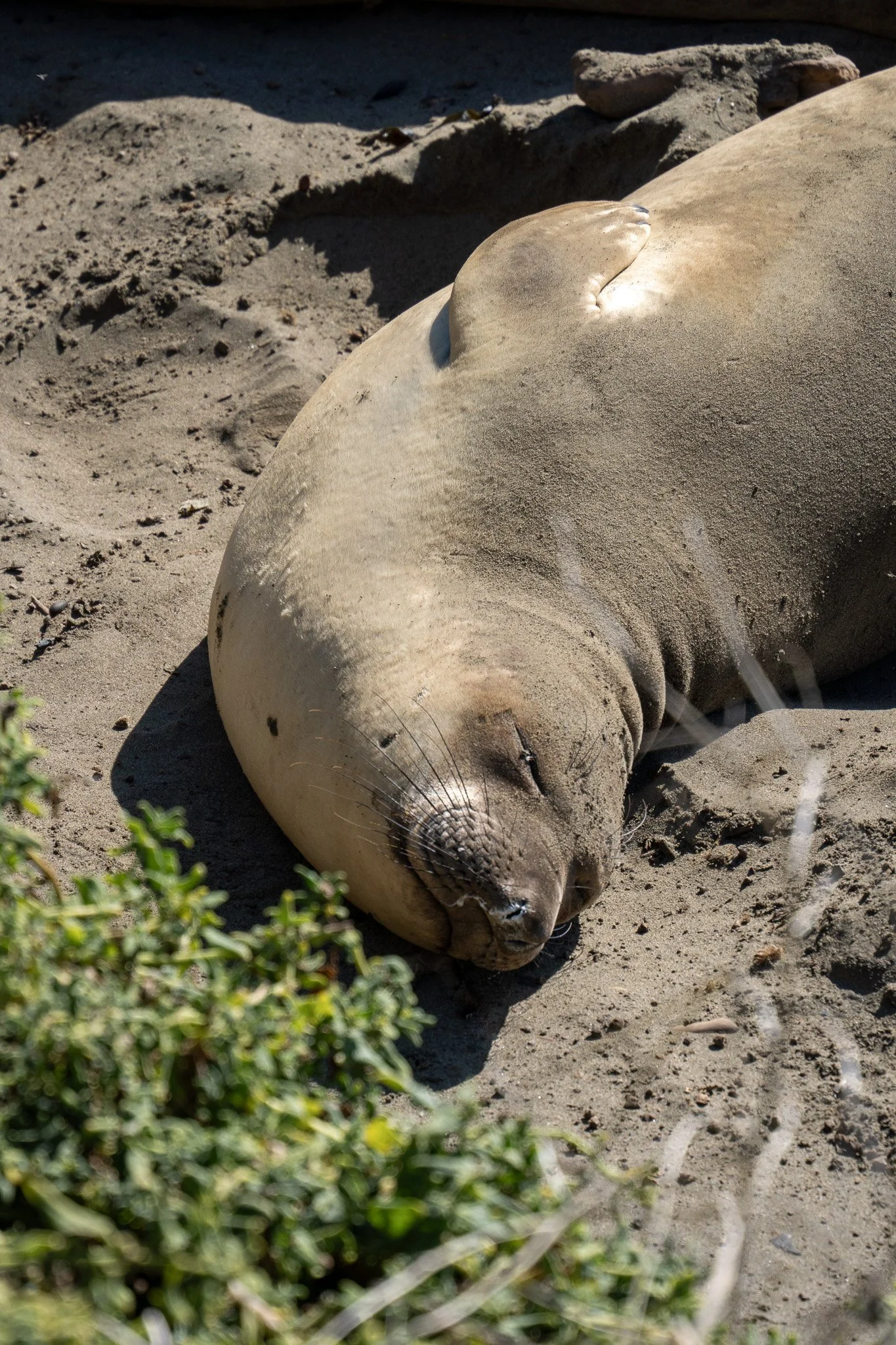 elephant seal at pismo beach, california, usa.jpg