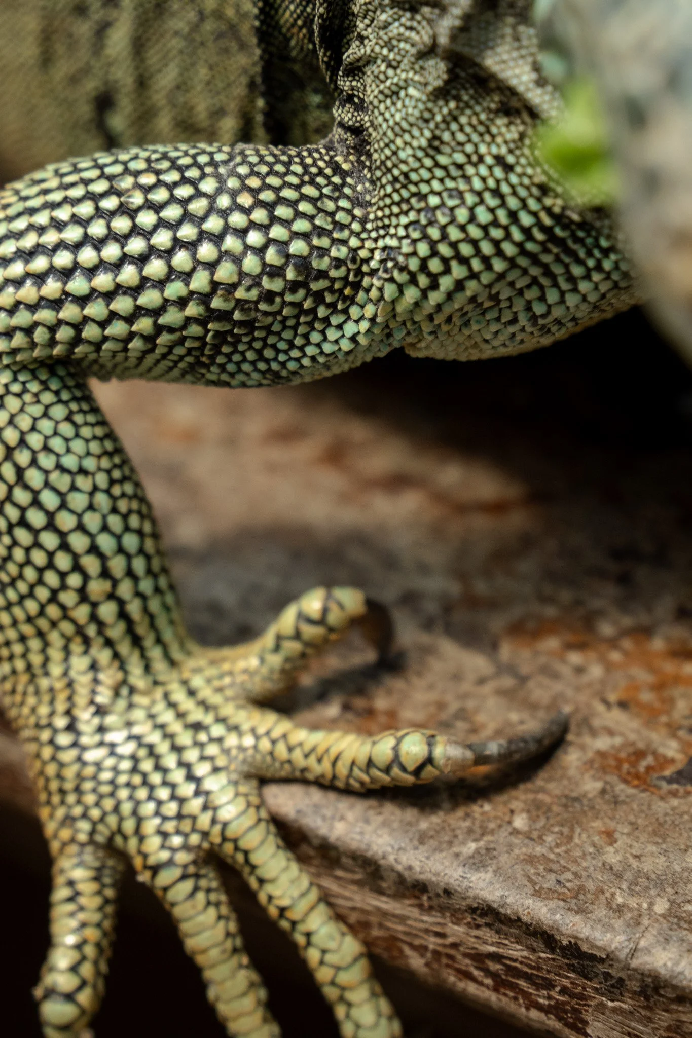 close up of arm iguana, san ignacio, belize.jpg