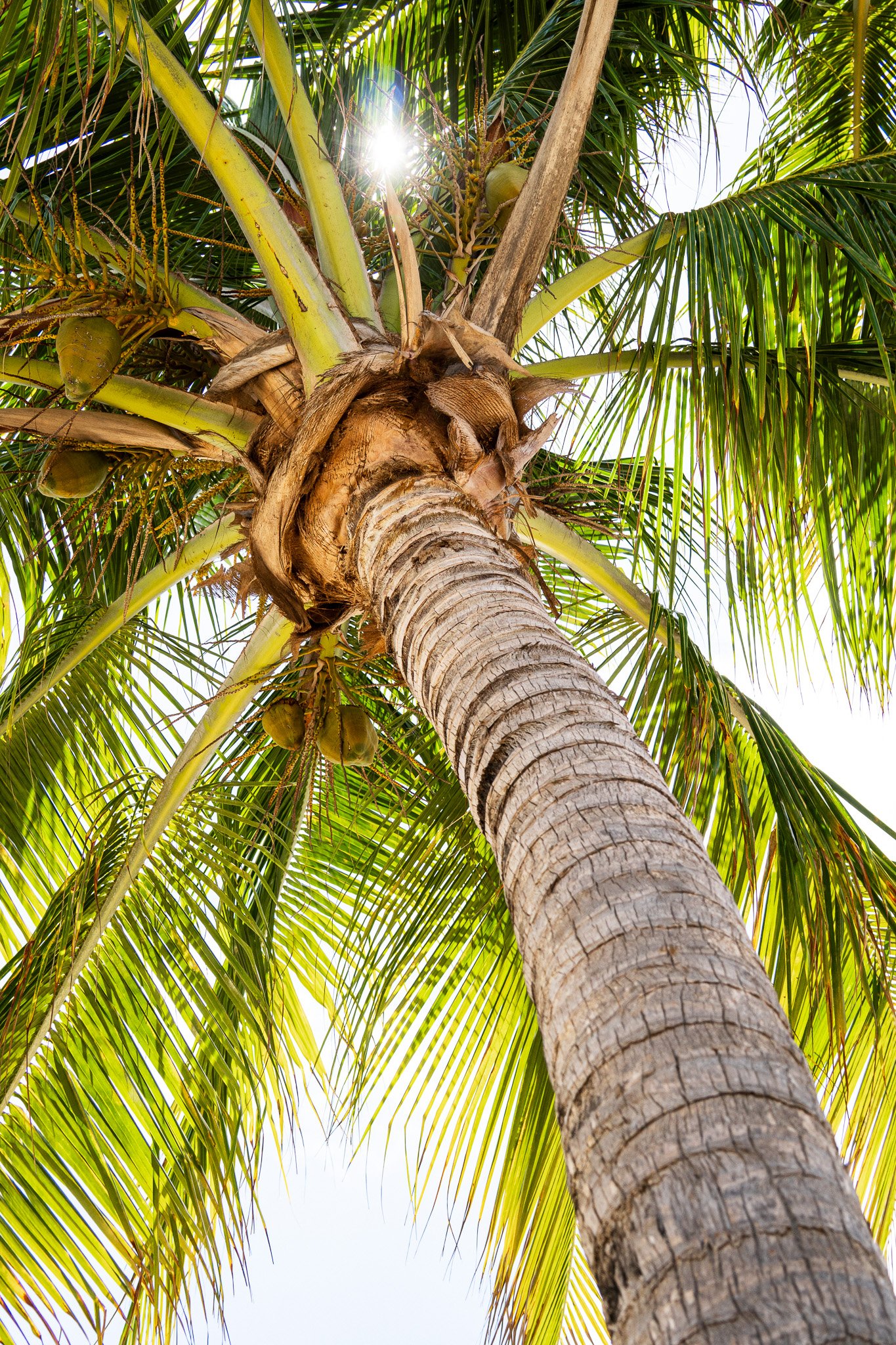 under a palmtree, belize.jpg