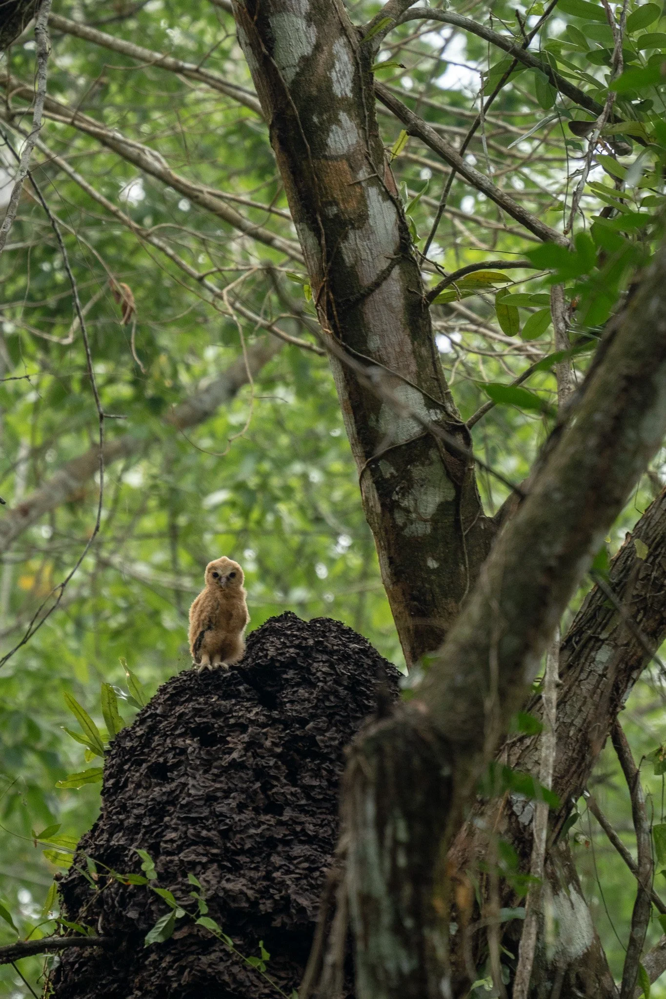 small owl on tree, belize.jpg