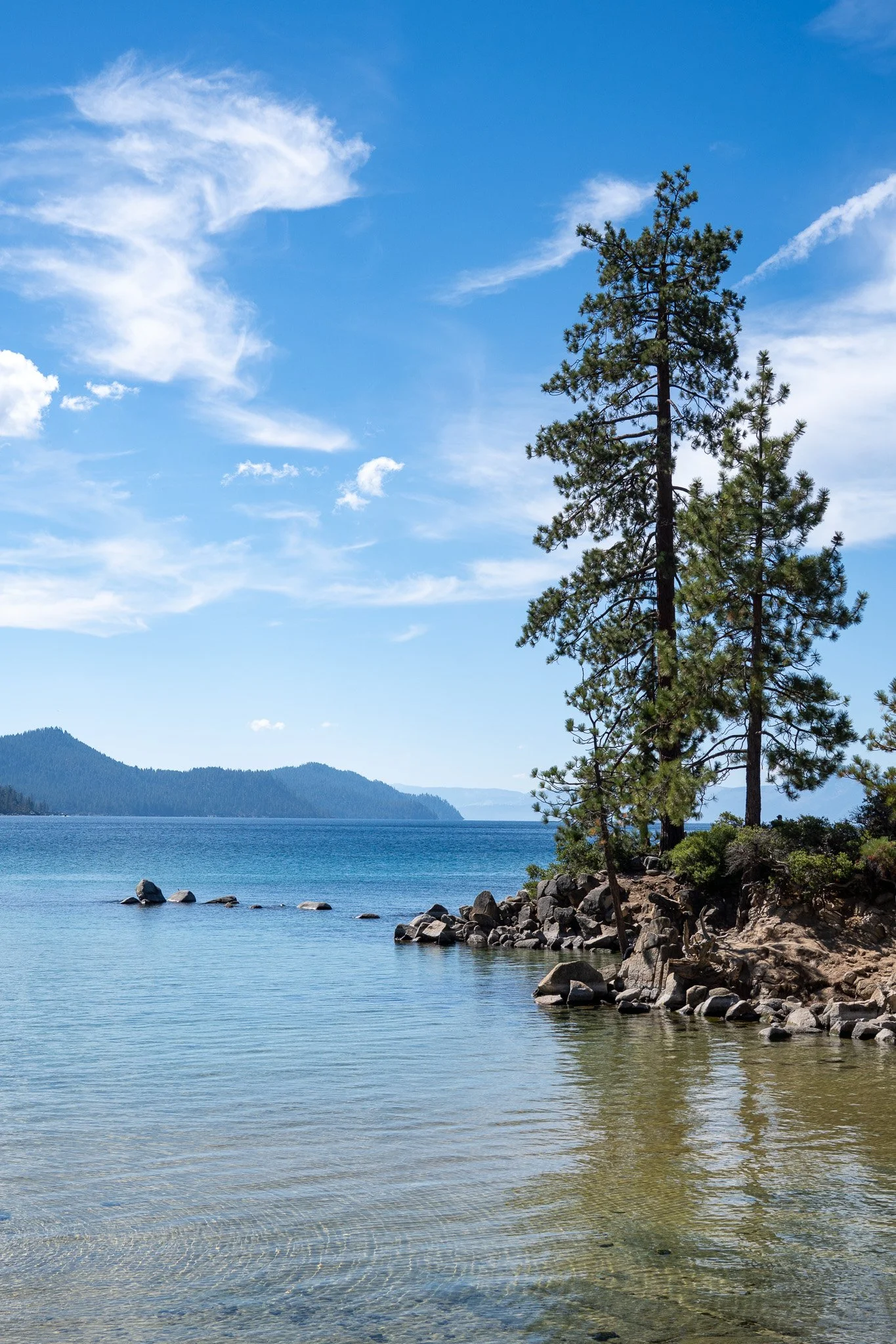 tree at lake tahoe, california, usa.jpg