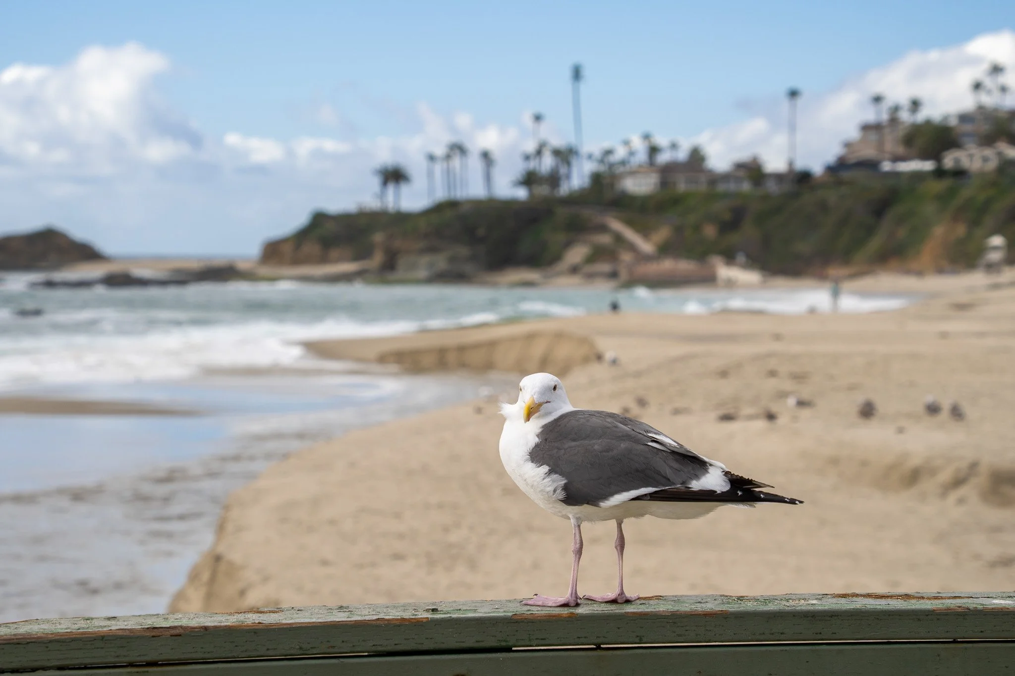 seagull at laguna beach, california, usa.jpg