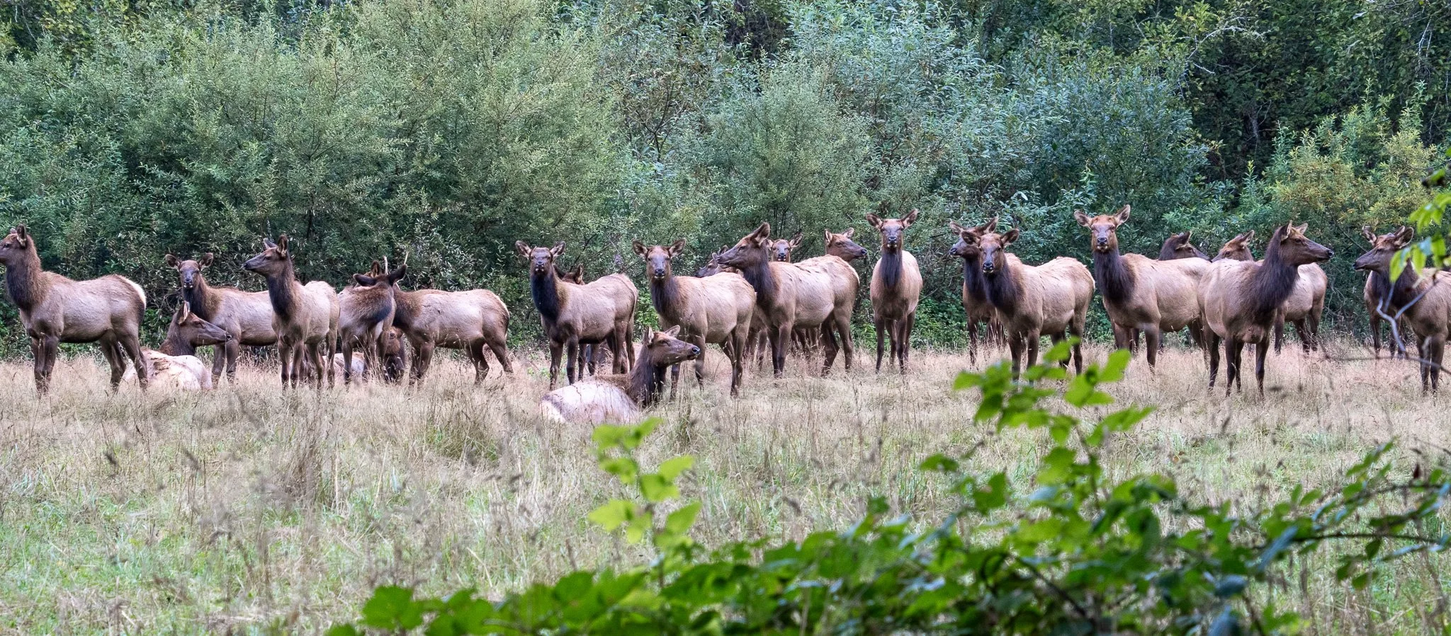 many elk, redwood, california,usa.jpg