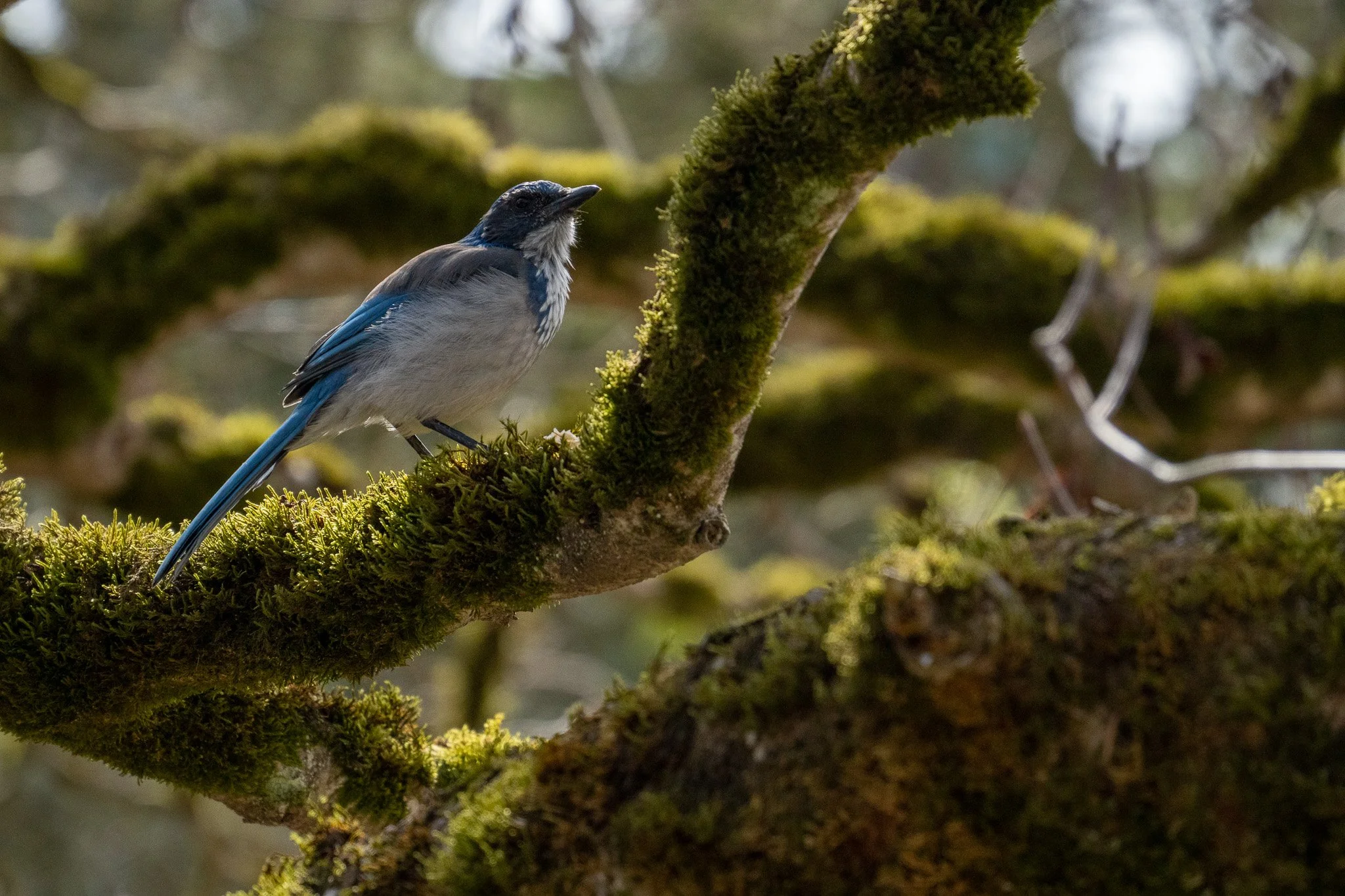 blue bird in green tree, san francisco, usa.jpg