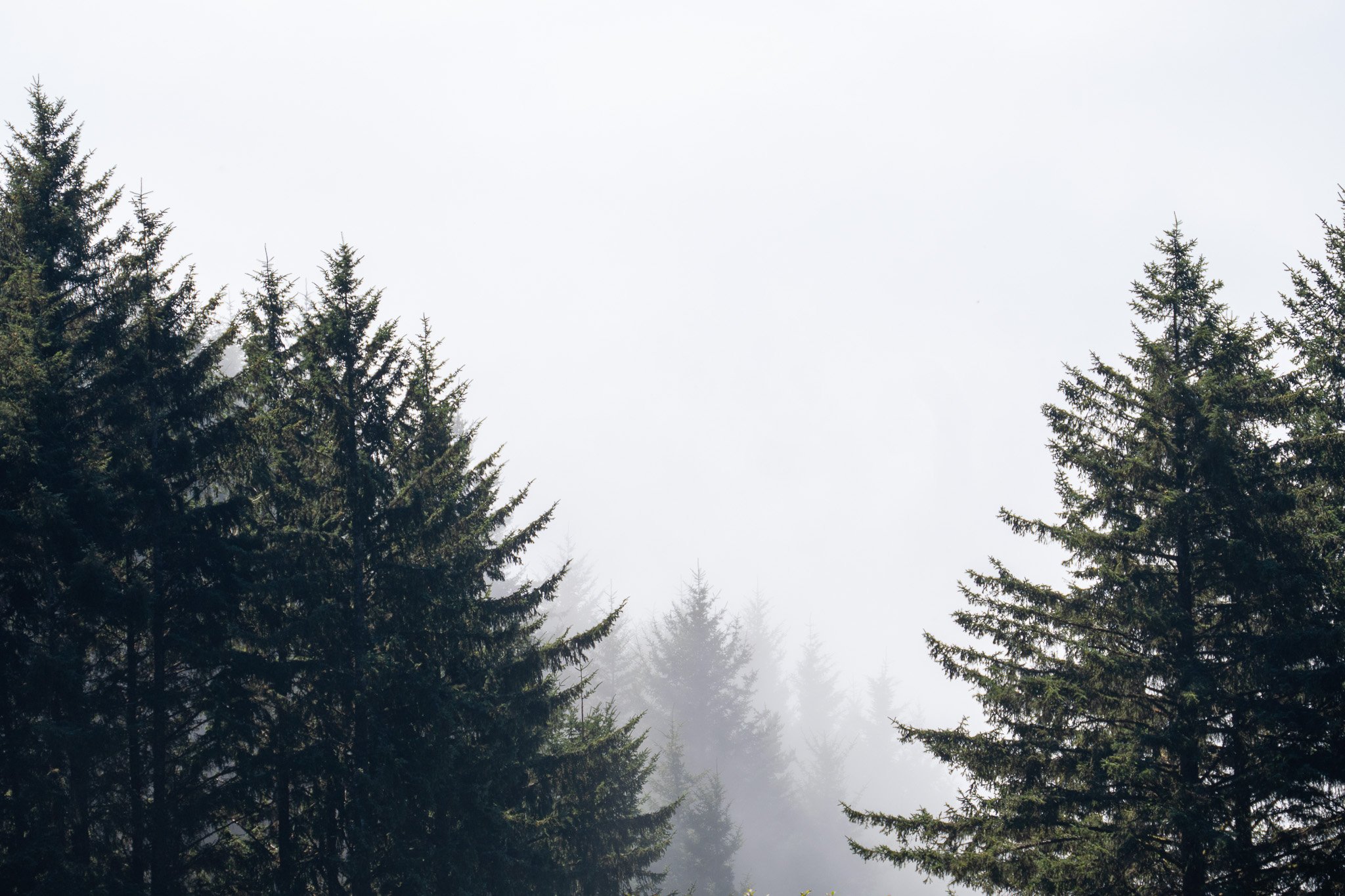 foggy forest, usa.jpg