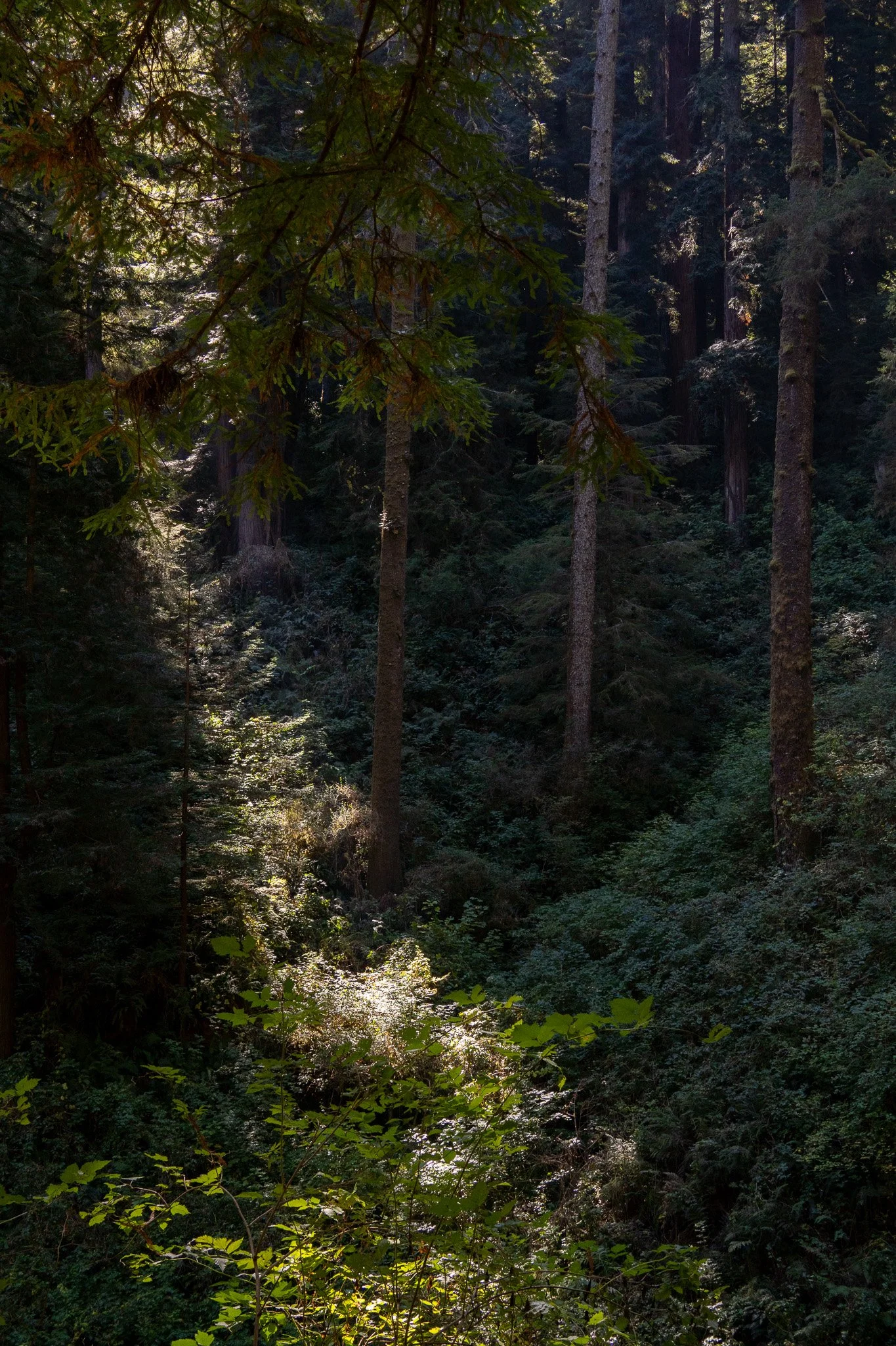 sunbeam in forest, redwood national park, usa.jpg