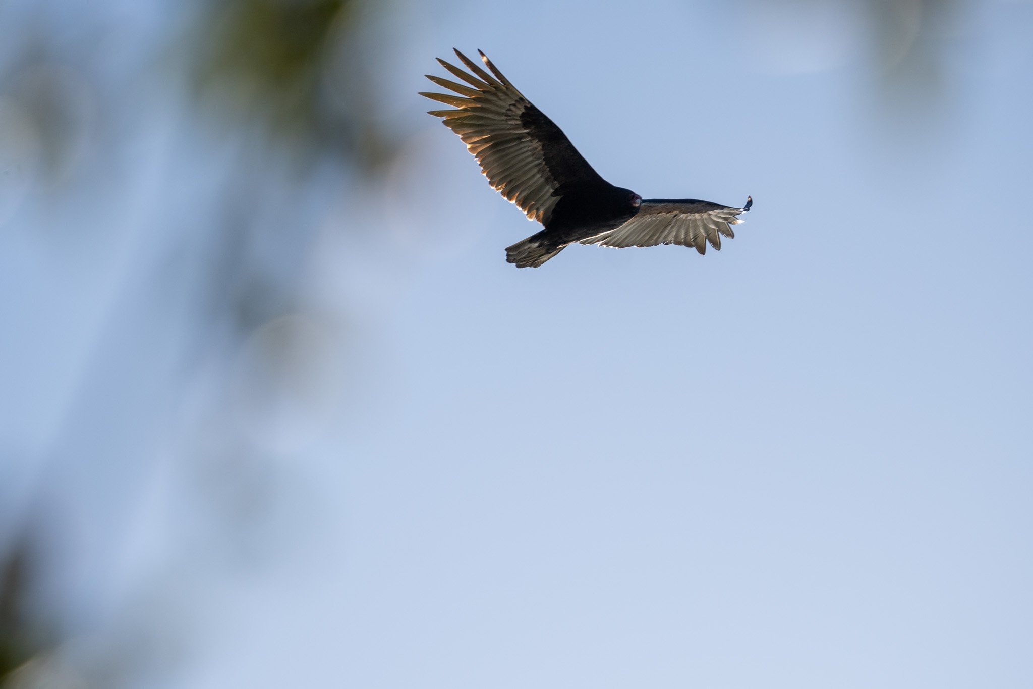 vulture in the sky, usa.jpg