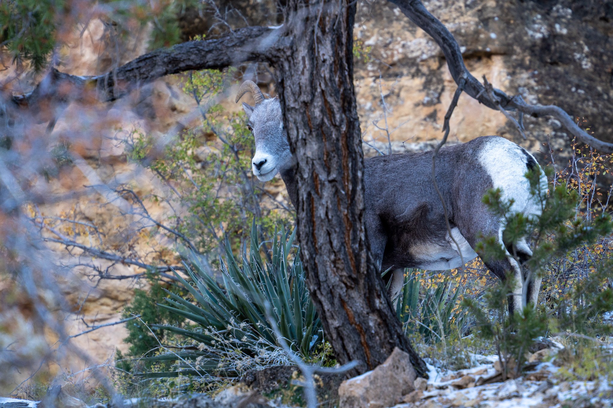 juvenile bighorn sheep hiding behind tree, grand canyon, usa.jpg