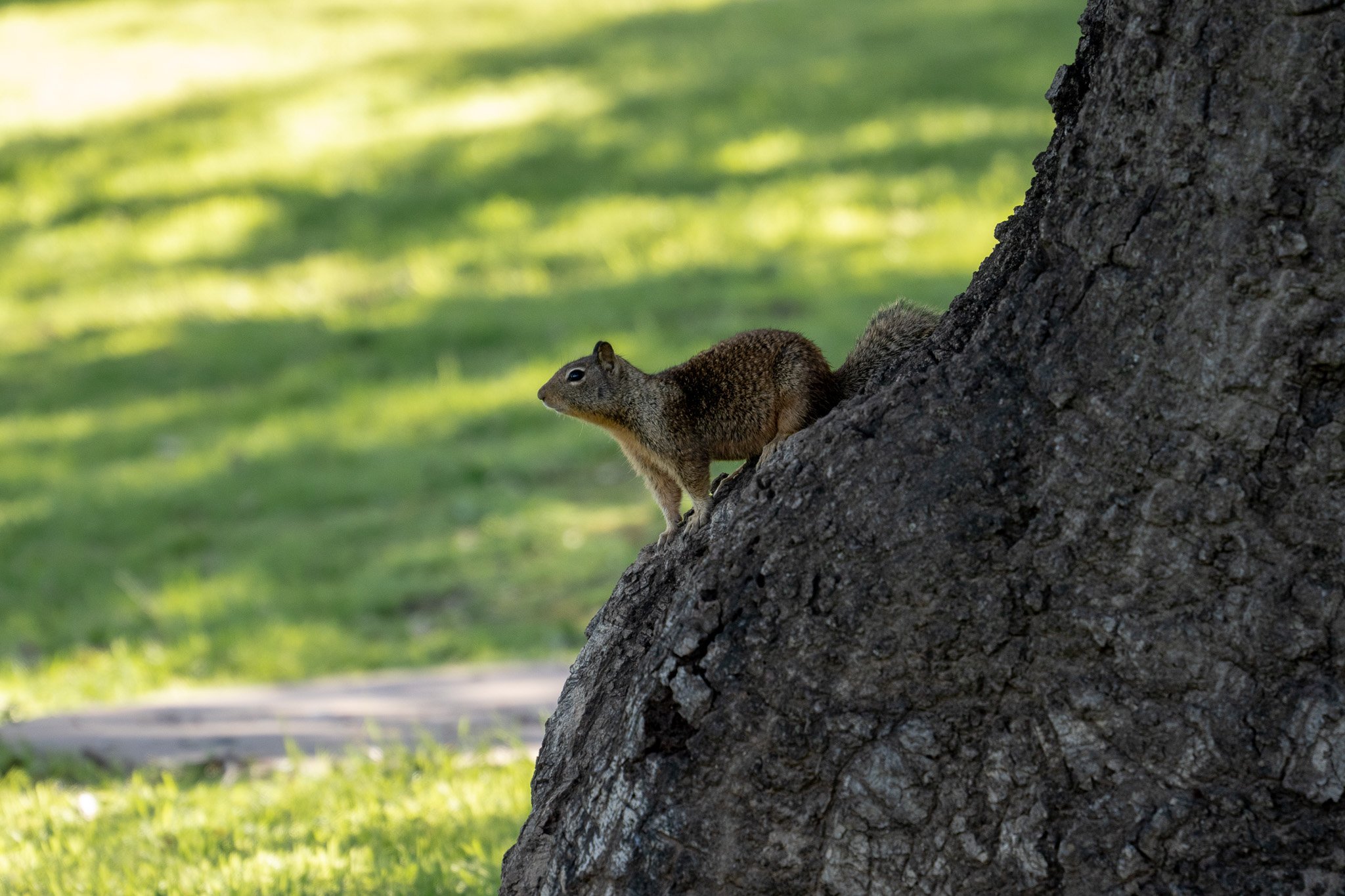 squirrel reading for action, usa.jpg