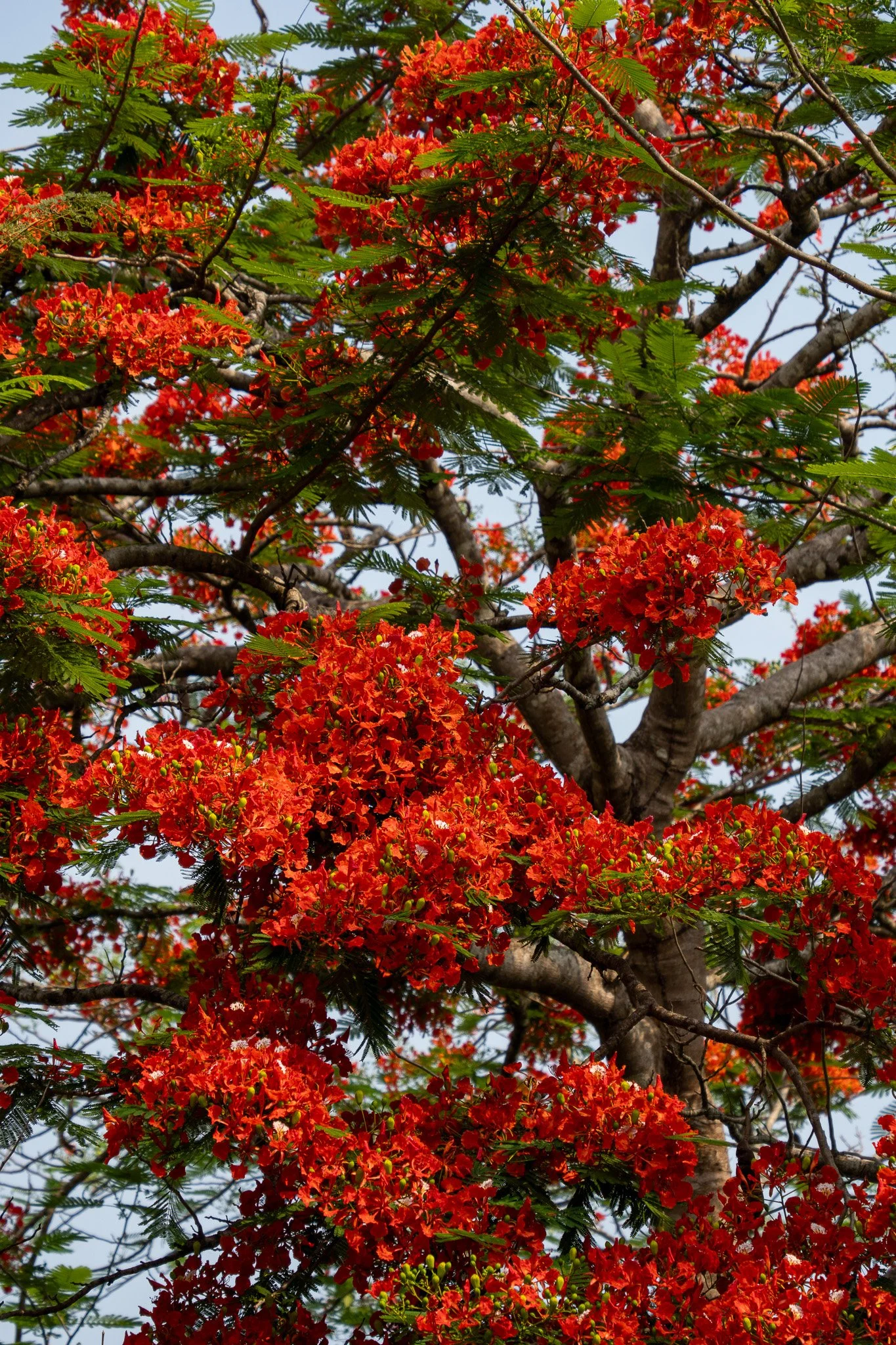 pretty red leafs in tree, belize.jpg