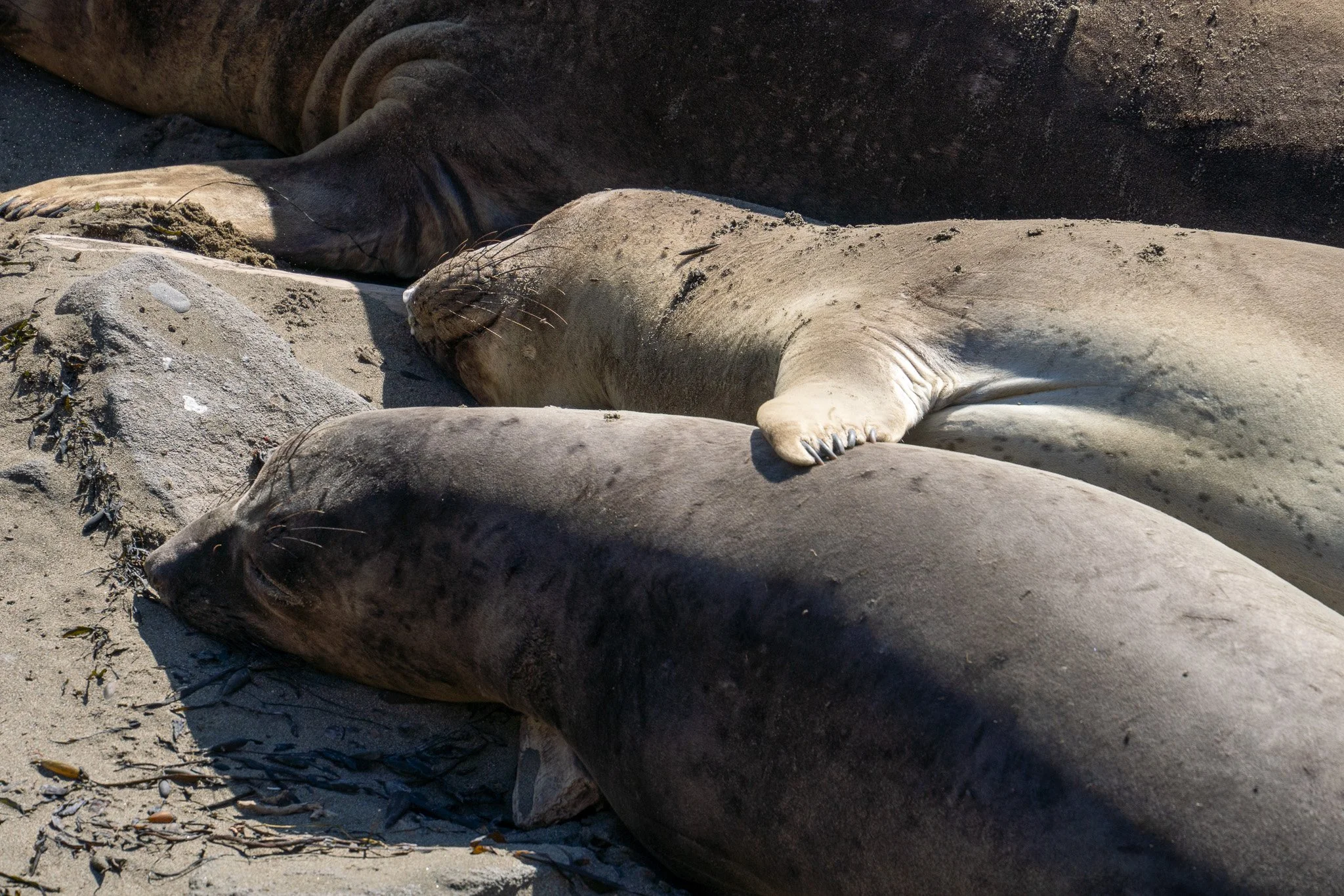 sea elephant hugging, san simeon, california, usa.jpg