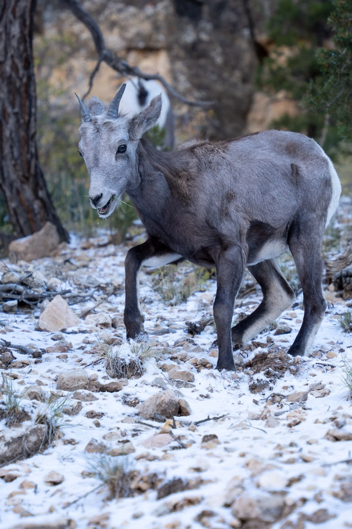 juvenile bighorn sheep walking on snow in grand canyon, usa.jpg