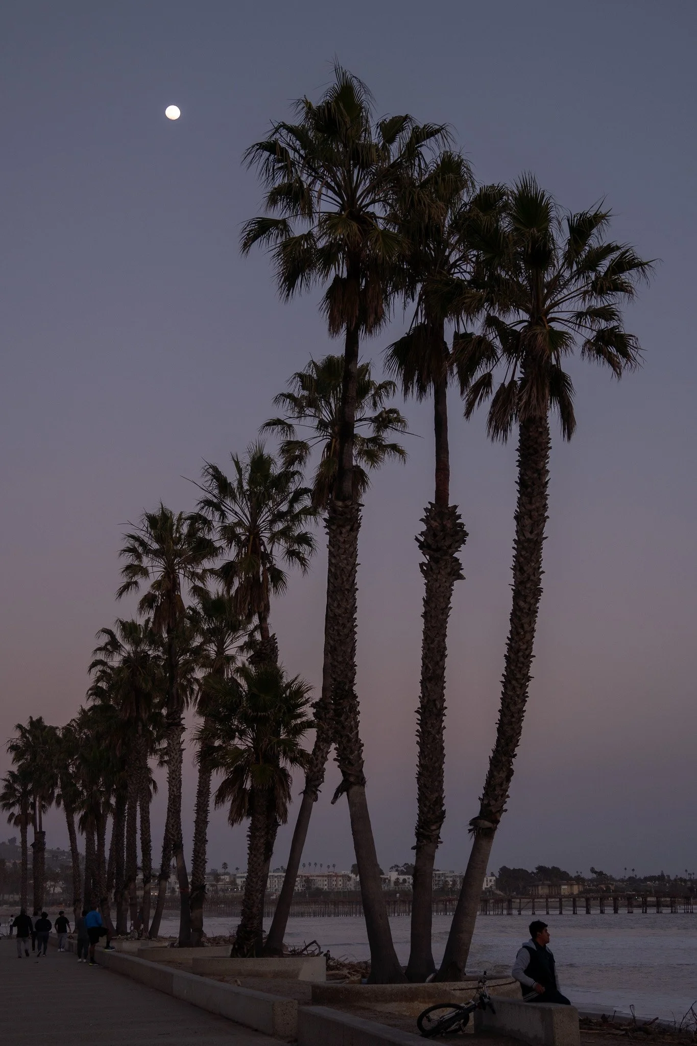 palmtrees and the moon, ventura, usa.jpg
