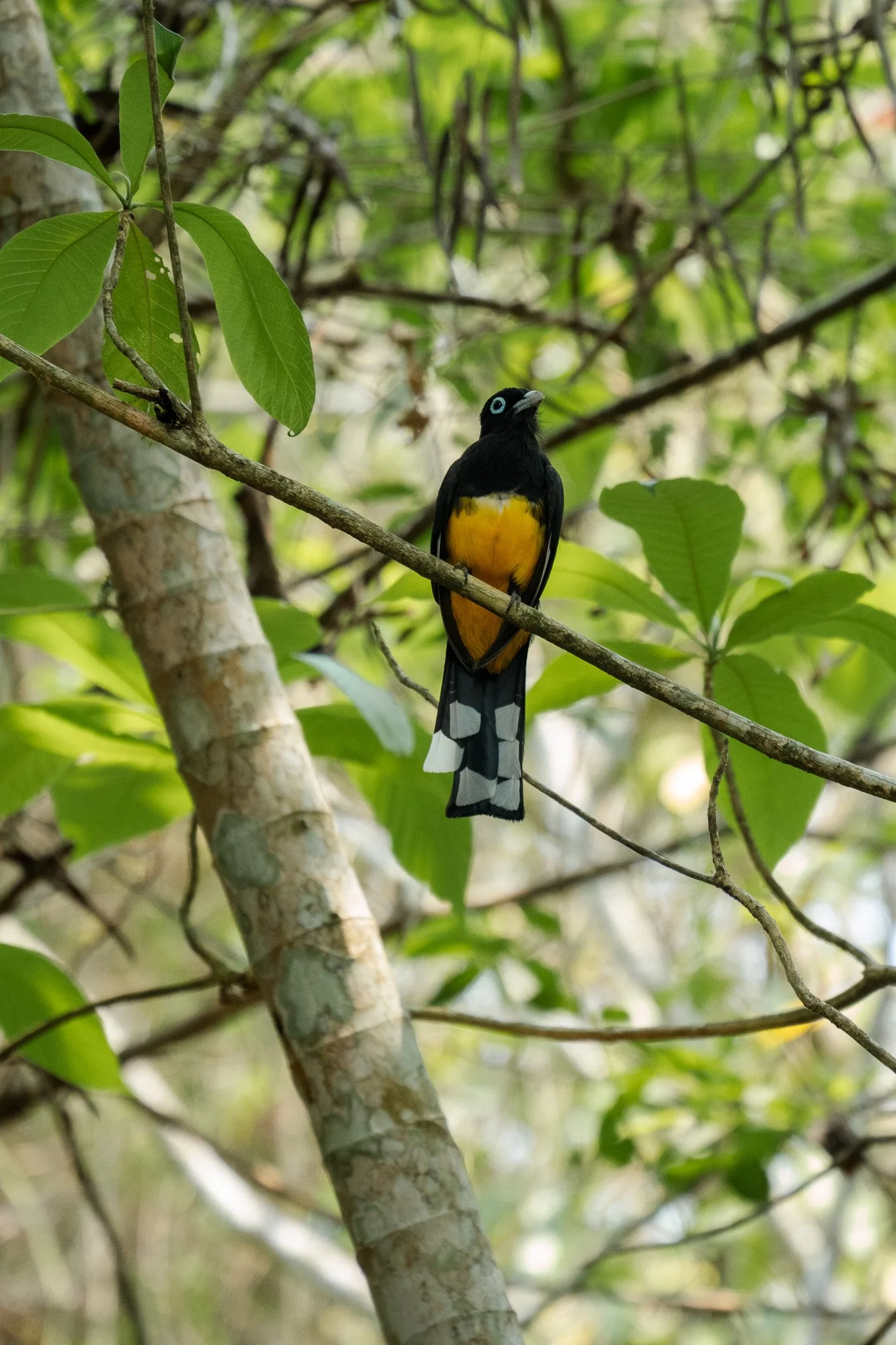 yellow bird in tree, san ignacio, belize.jpg