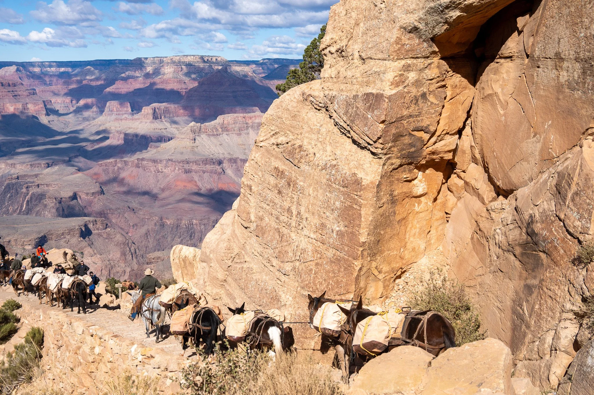 horses walking inside grand canyon, arizona, usa.jpg