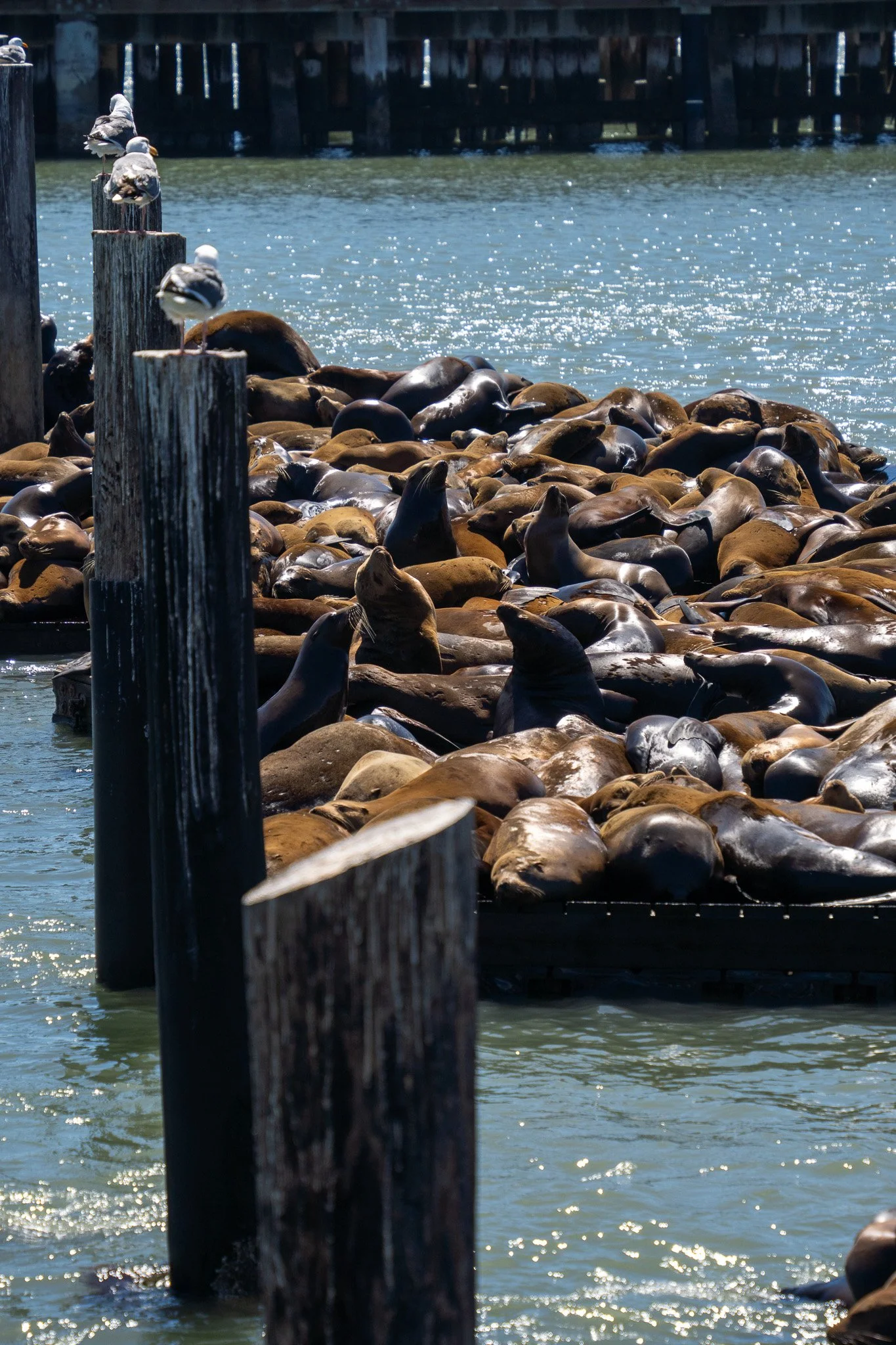 sea lions san francisco, california, usa.jpg