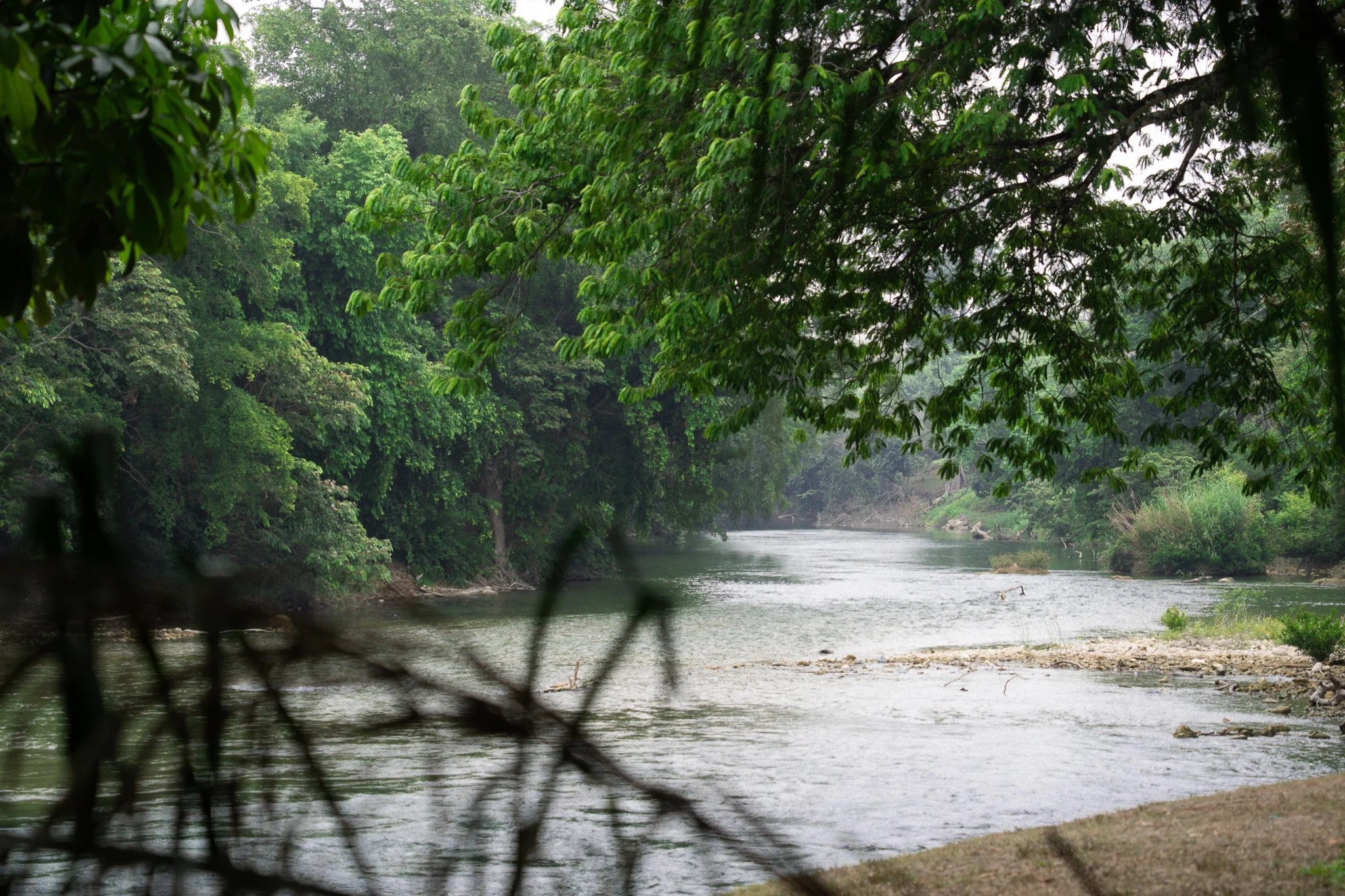 river with trees, belize.jpg