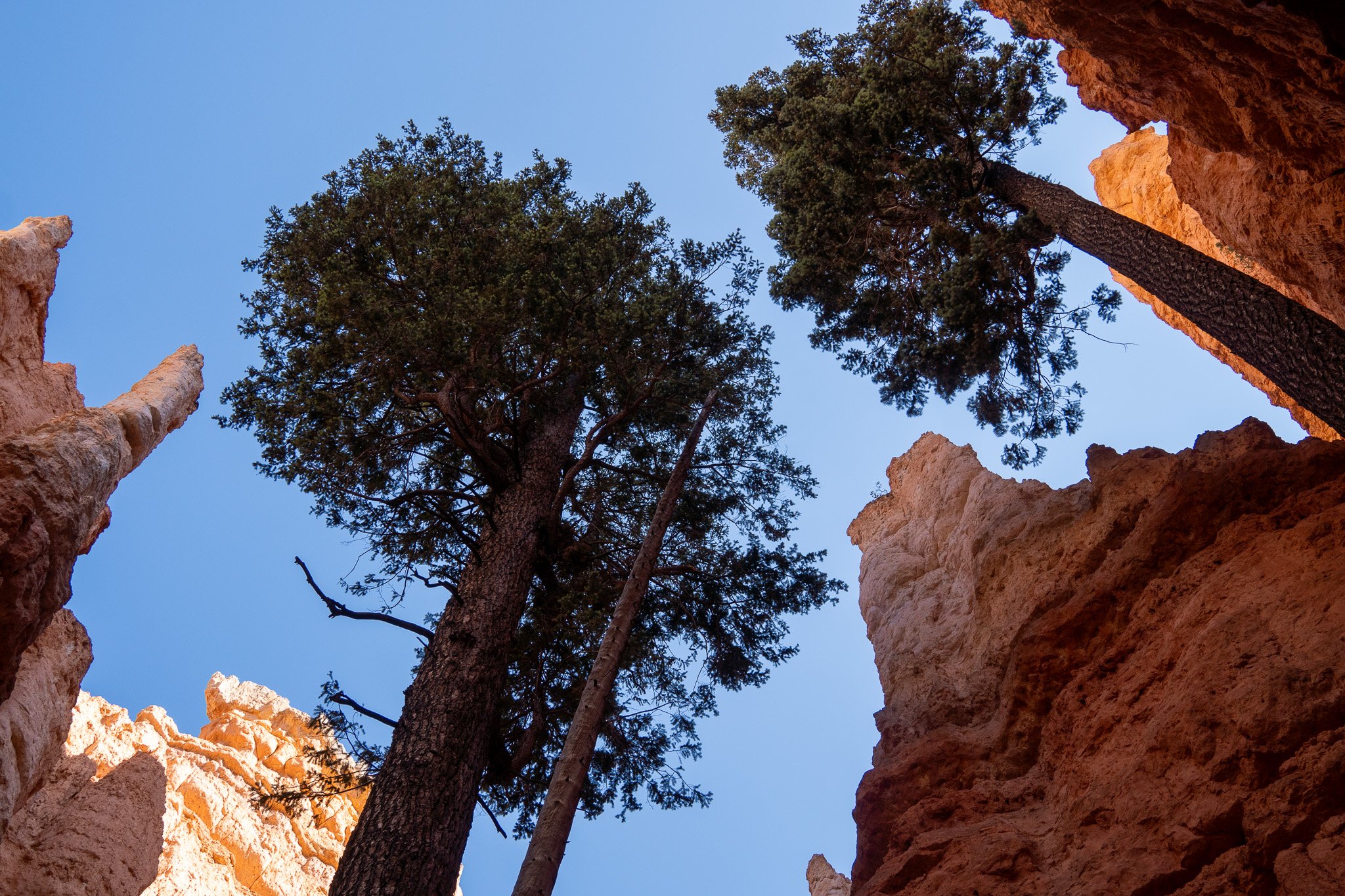 trees and hoodoos from below, bryce, usa.jpg