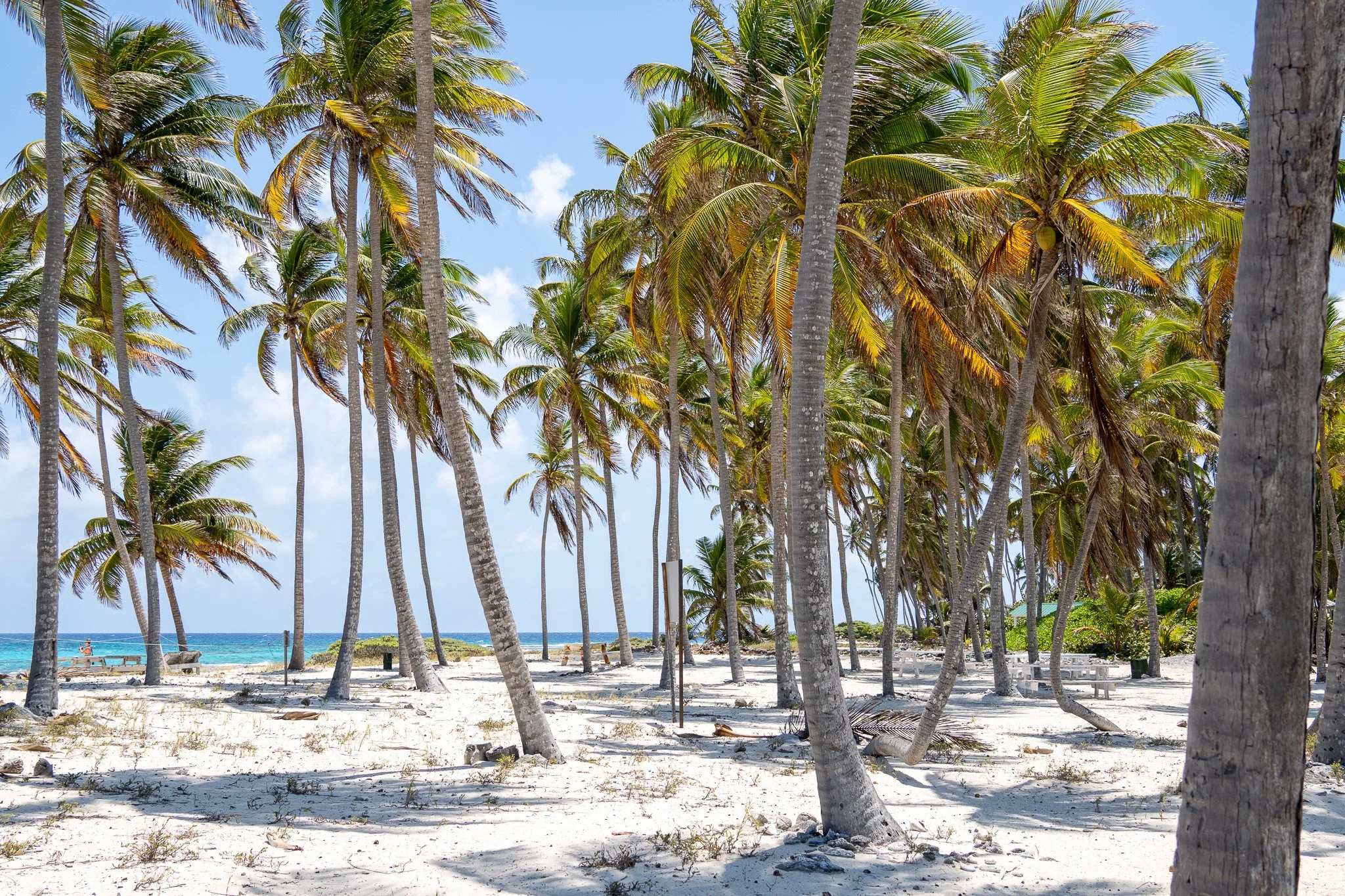 palm trees on island, belize.jpg