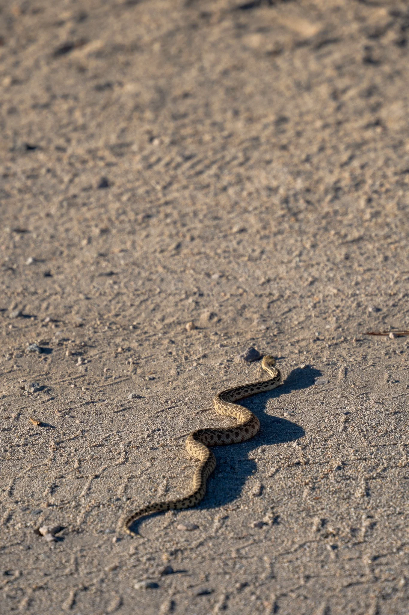 baby snake joshua tree, california, usa.jpg