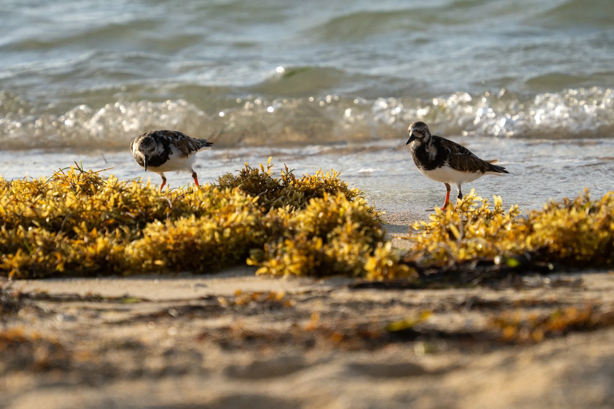 birds on beach, san pedro, belize.jpg
