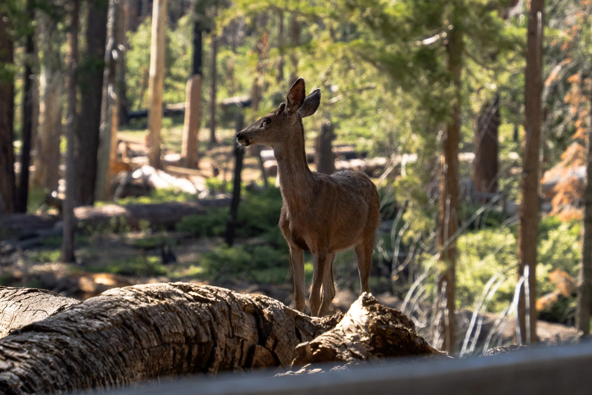 deer in yosemite, usa.jpg