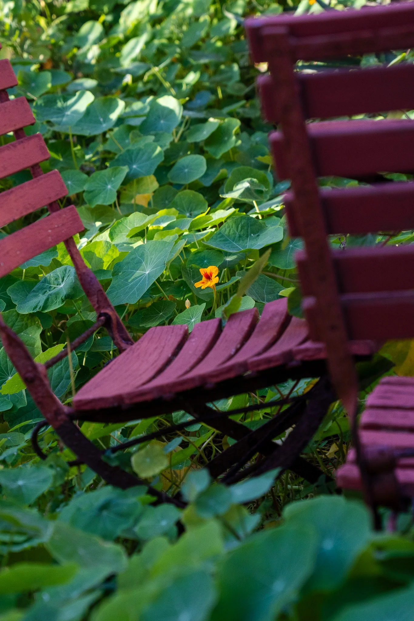 old chairs in field of plants, usa.jpg