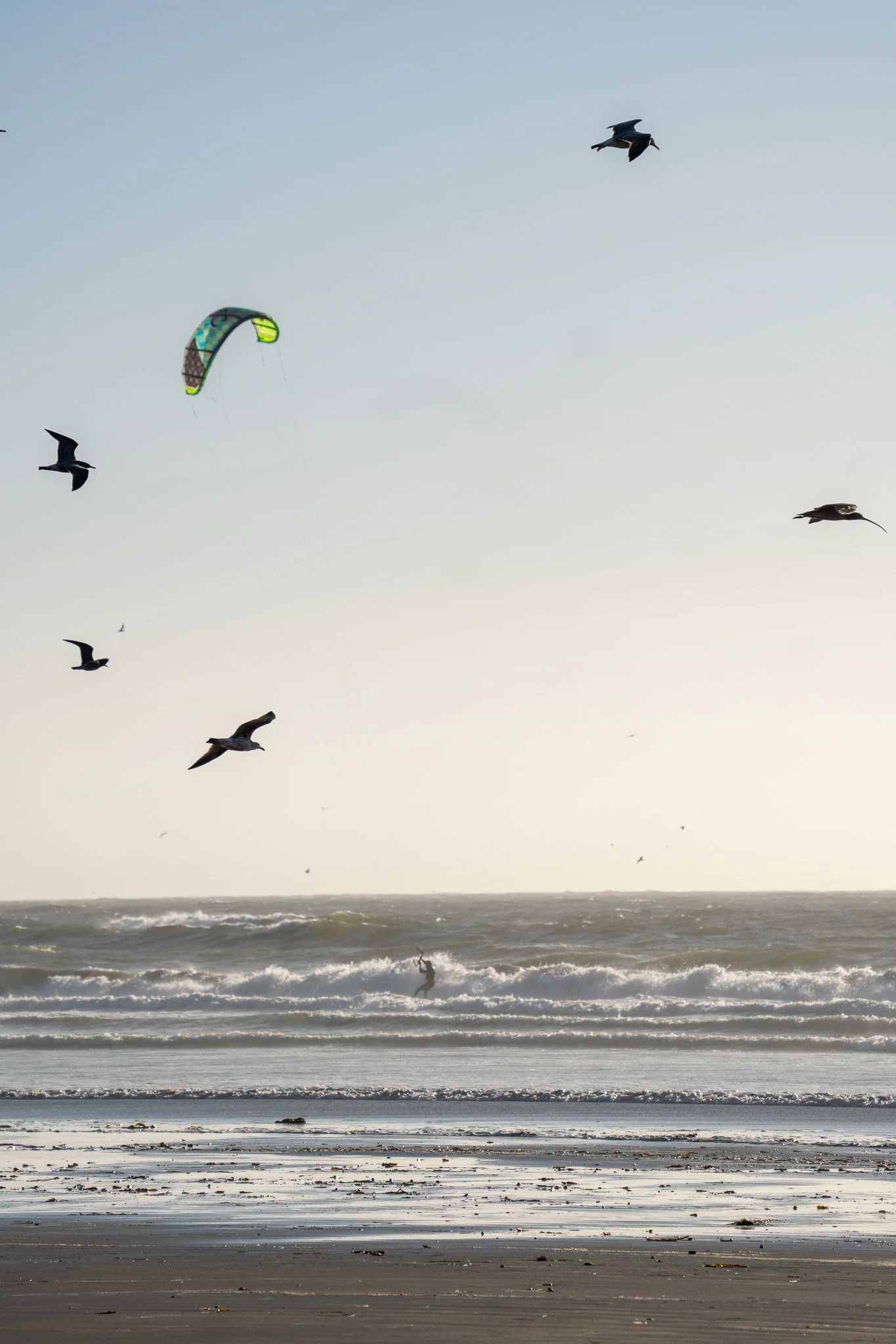kite surfer and birds, california, usa.jpg