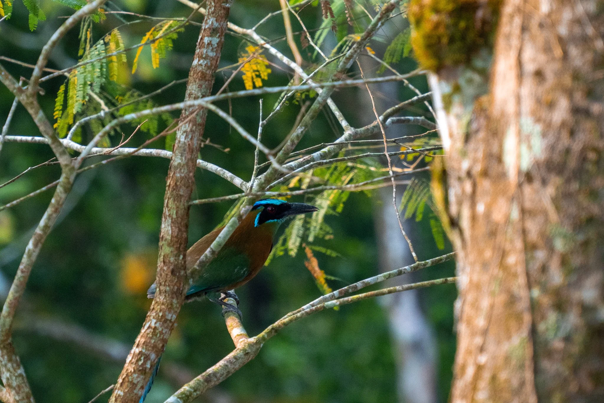 pretty bird with blue head, belize.jpg