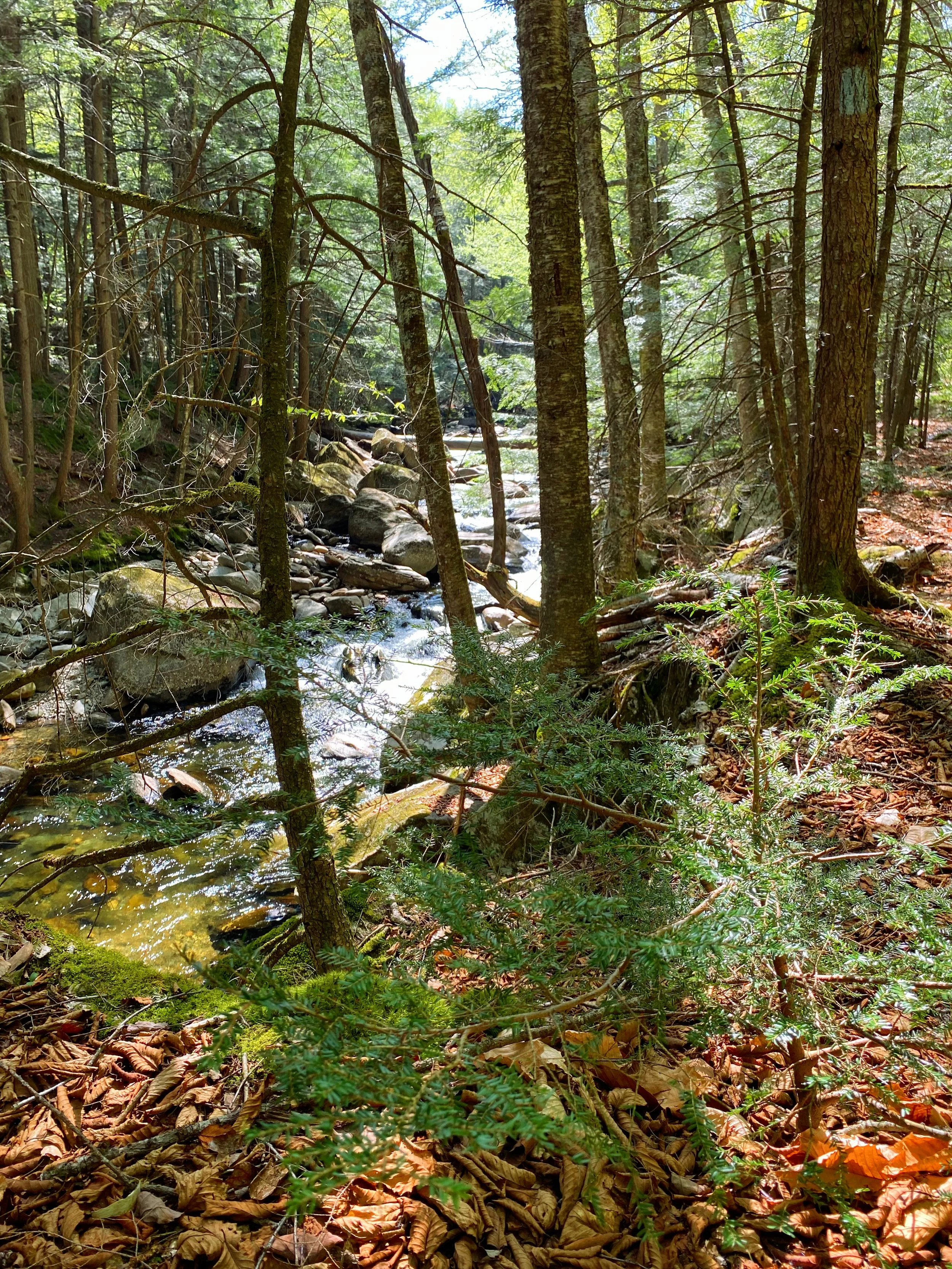Dunbar Brook Trail in the Berkshires, Massachusetts