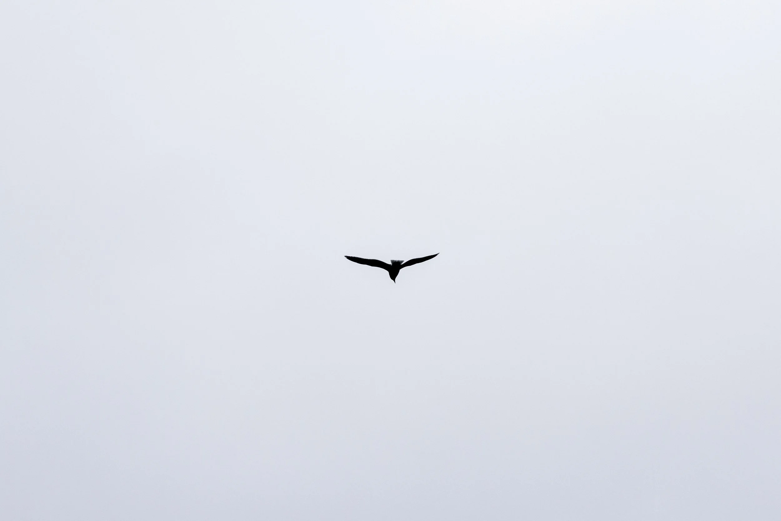 IMG_3666 - Copy.jpg