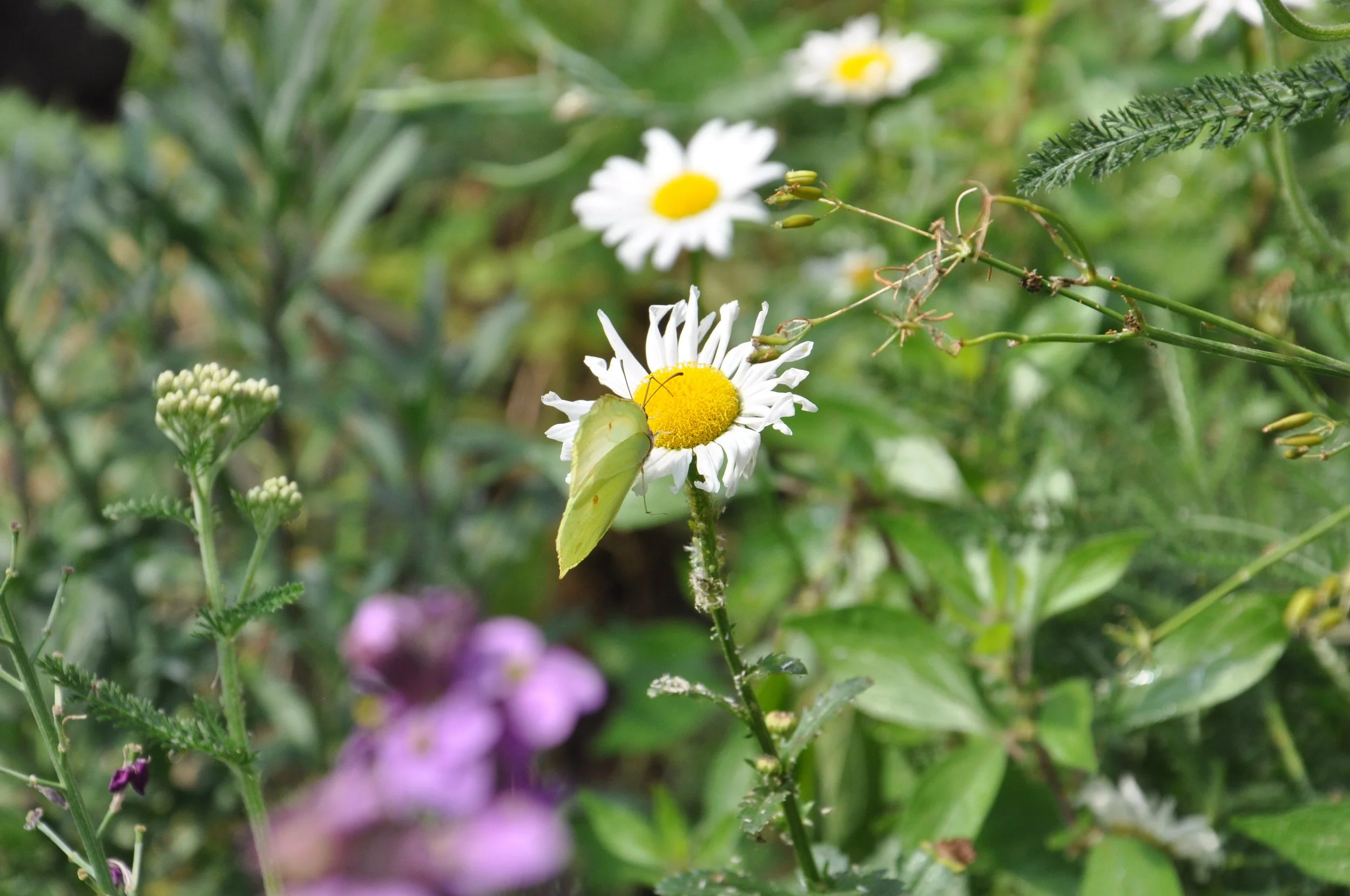 DSC_0554.JPG