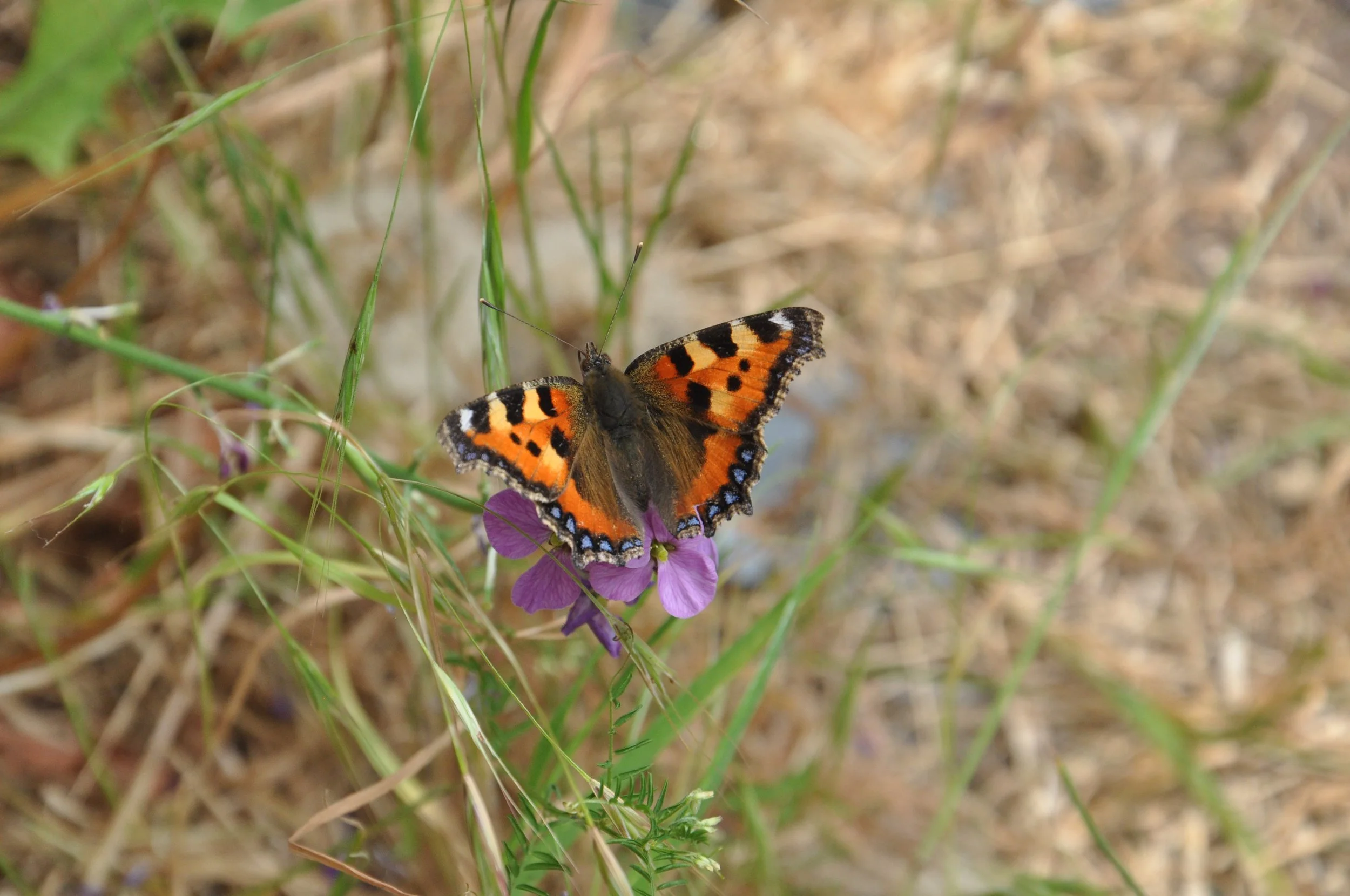 DSC_0553.JPG