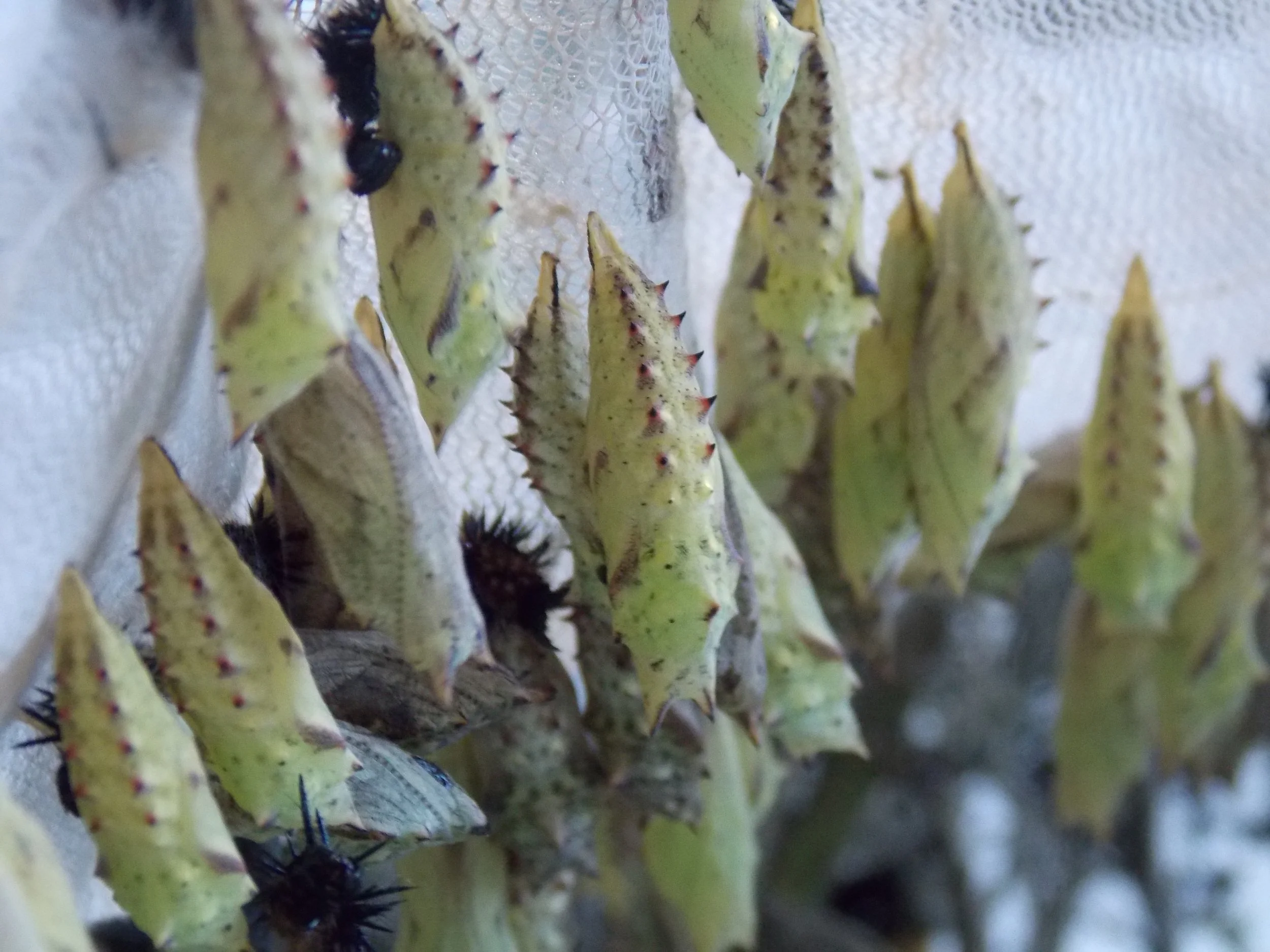 Live Peacock Butterfly pupa 7x