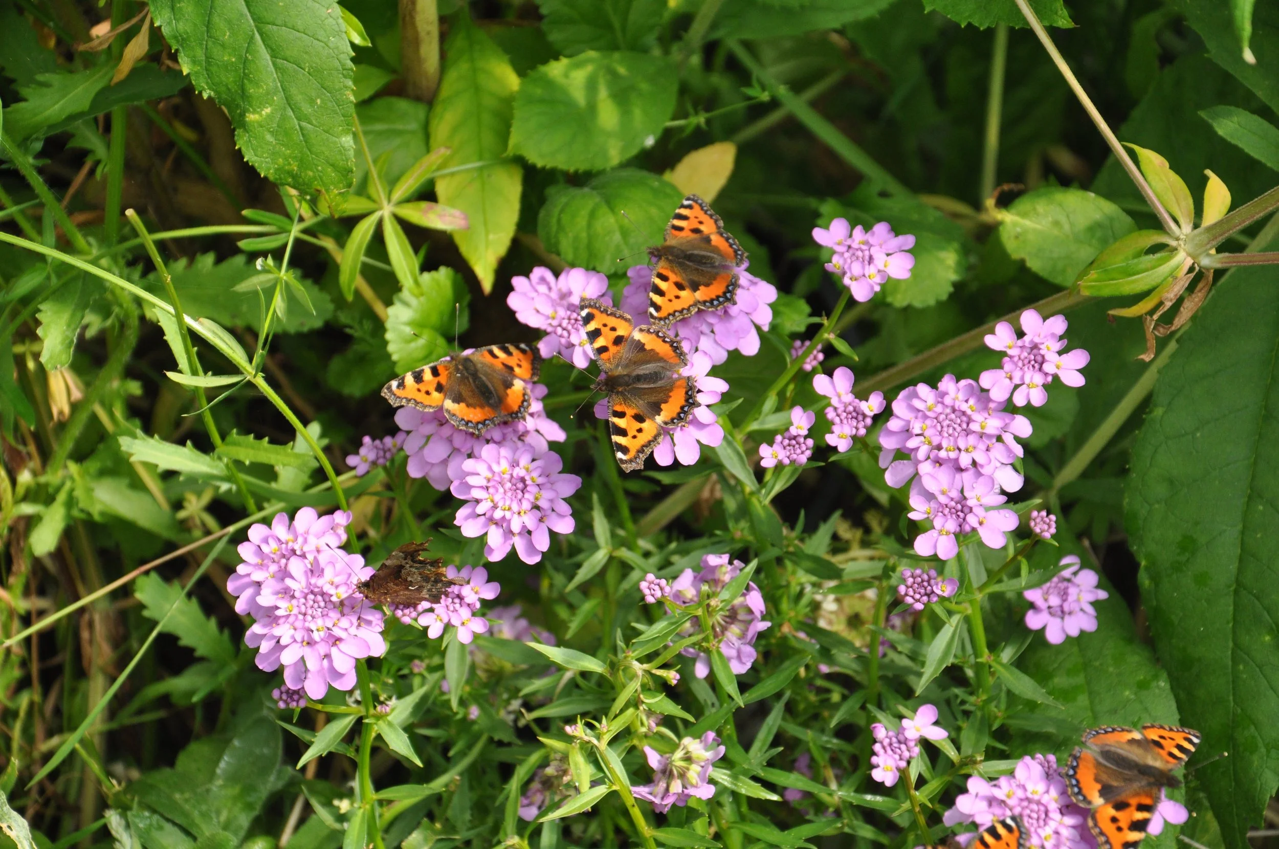 DSC_0254.JPG