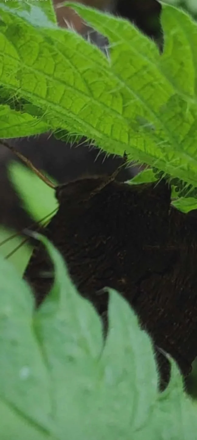 Live Peacock Butterfly Eggs 30x