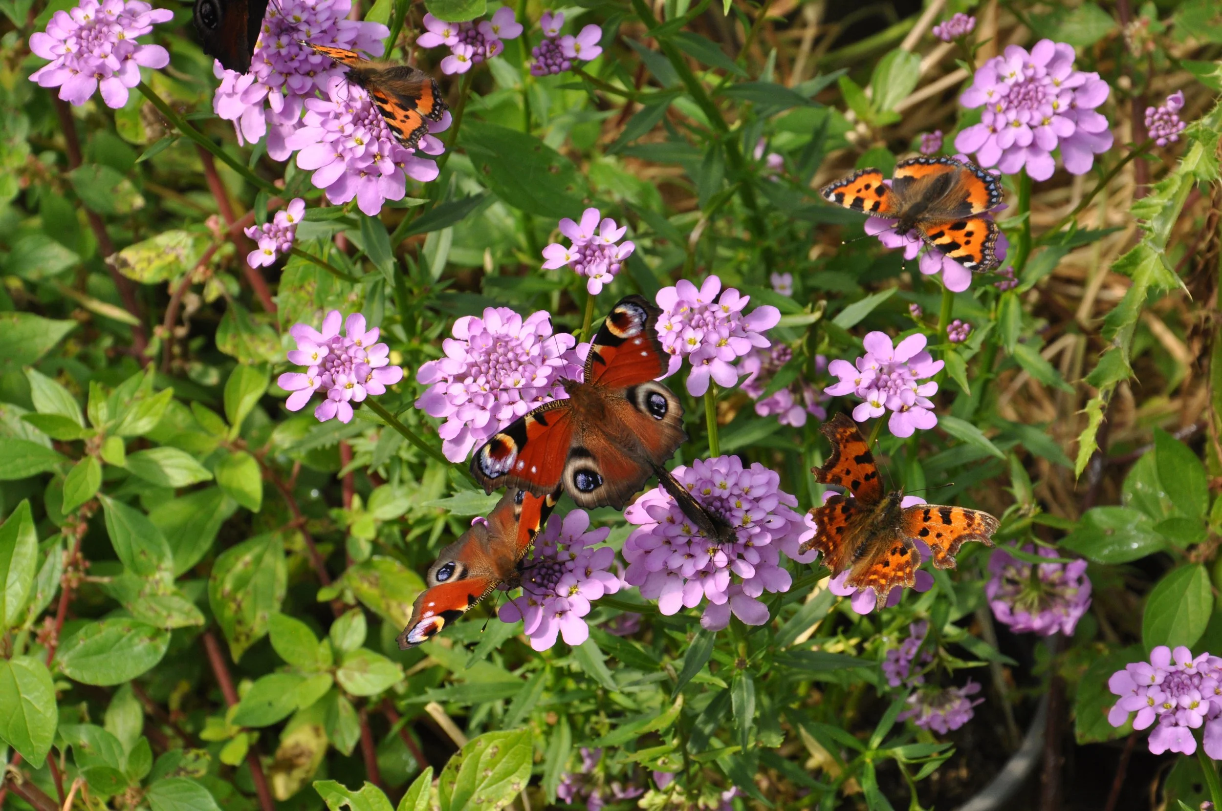 DSC_0250.JPG