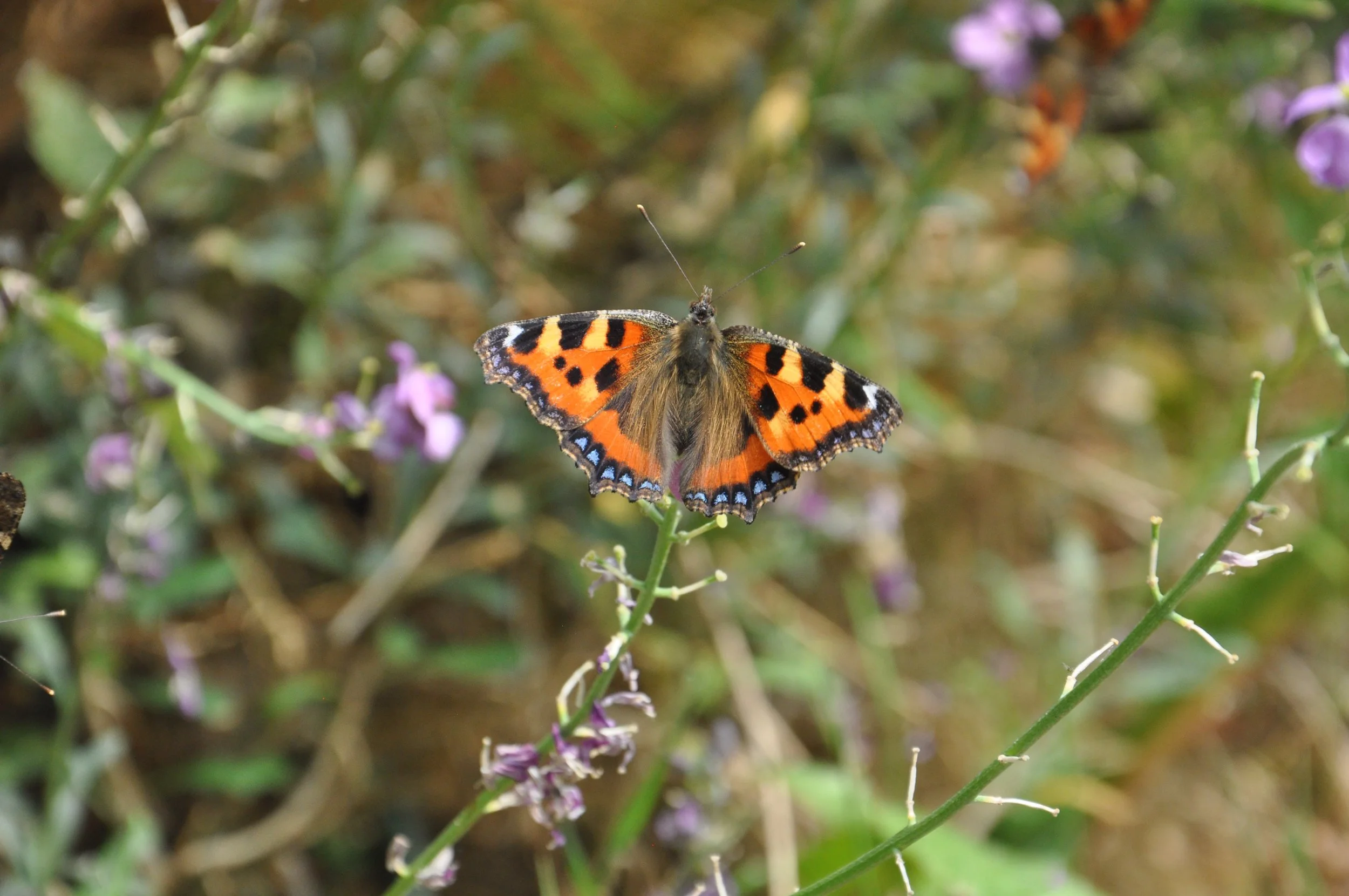 Live Tortoisehsell Butterfly Eggs 40x