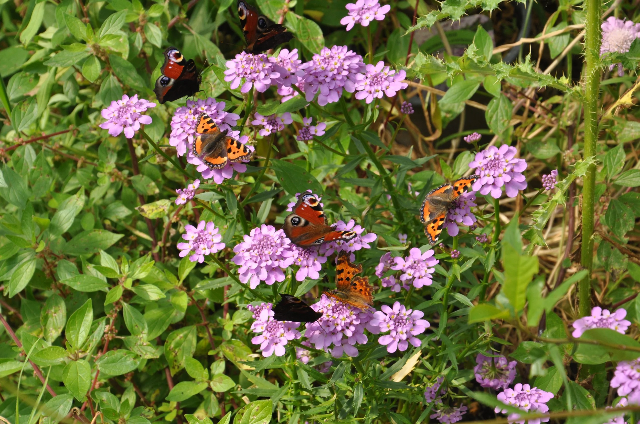 DSC_0251.JPG