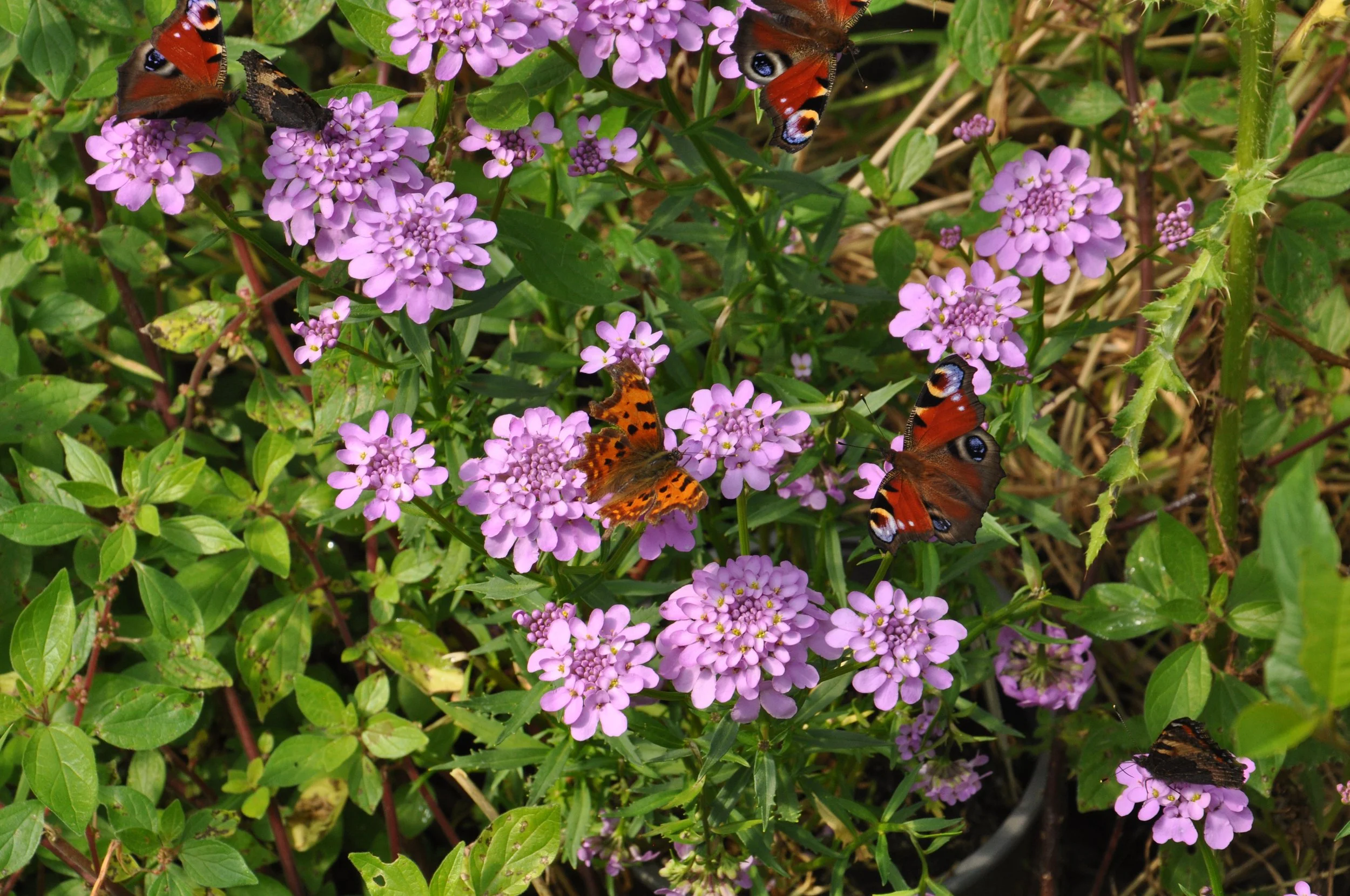 DSC_0256.JPG