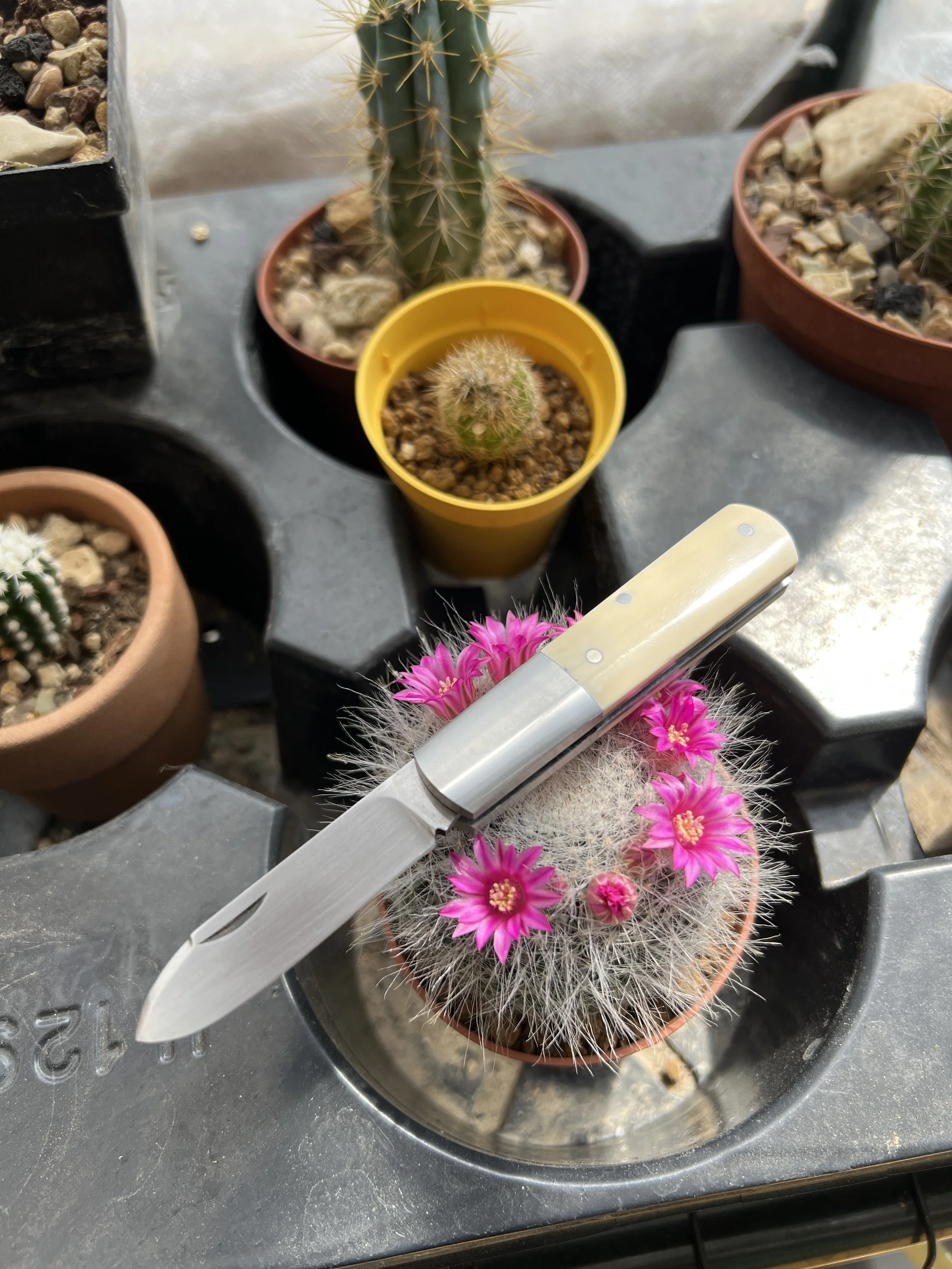 Barlow’s slipjoint